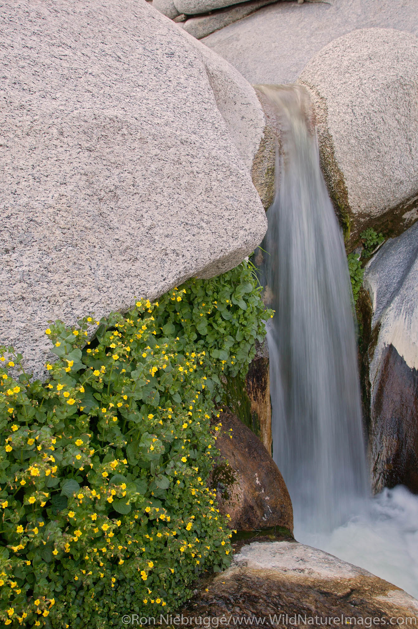 Wildflowers and a stream flows through Sacatone Canyon in the Newberry Mountains along Christmas Tree Pass Road, Lake Mead Recreation...