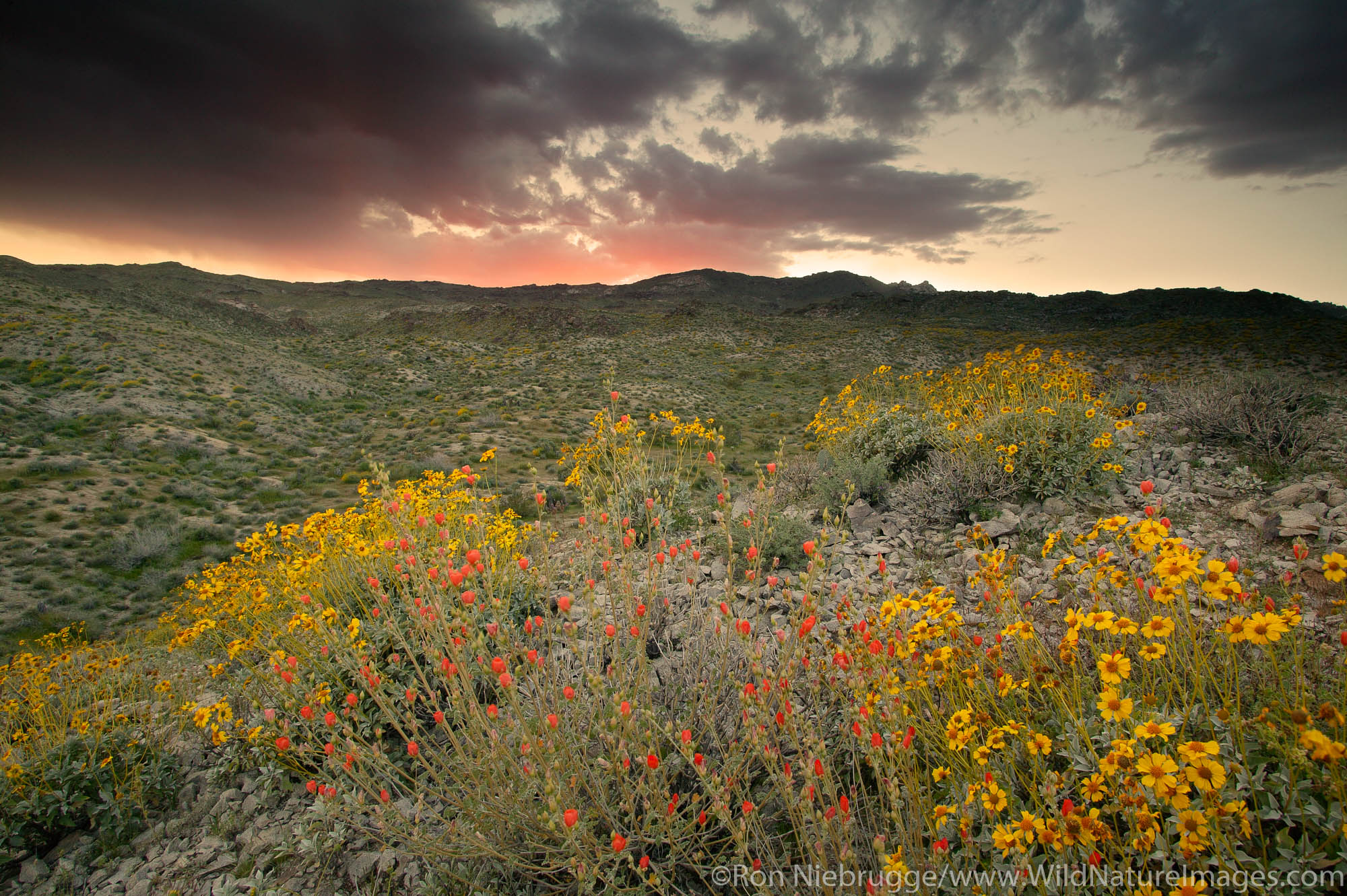 Brittlebush (Encelia farinosa) and Desert or Apricot Mallow (Sphaeralcea ambigua) wildflowers in the Newberry Mountains from...