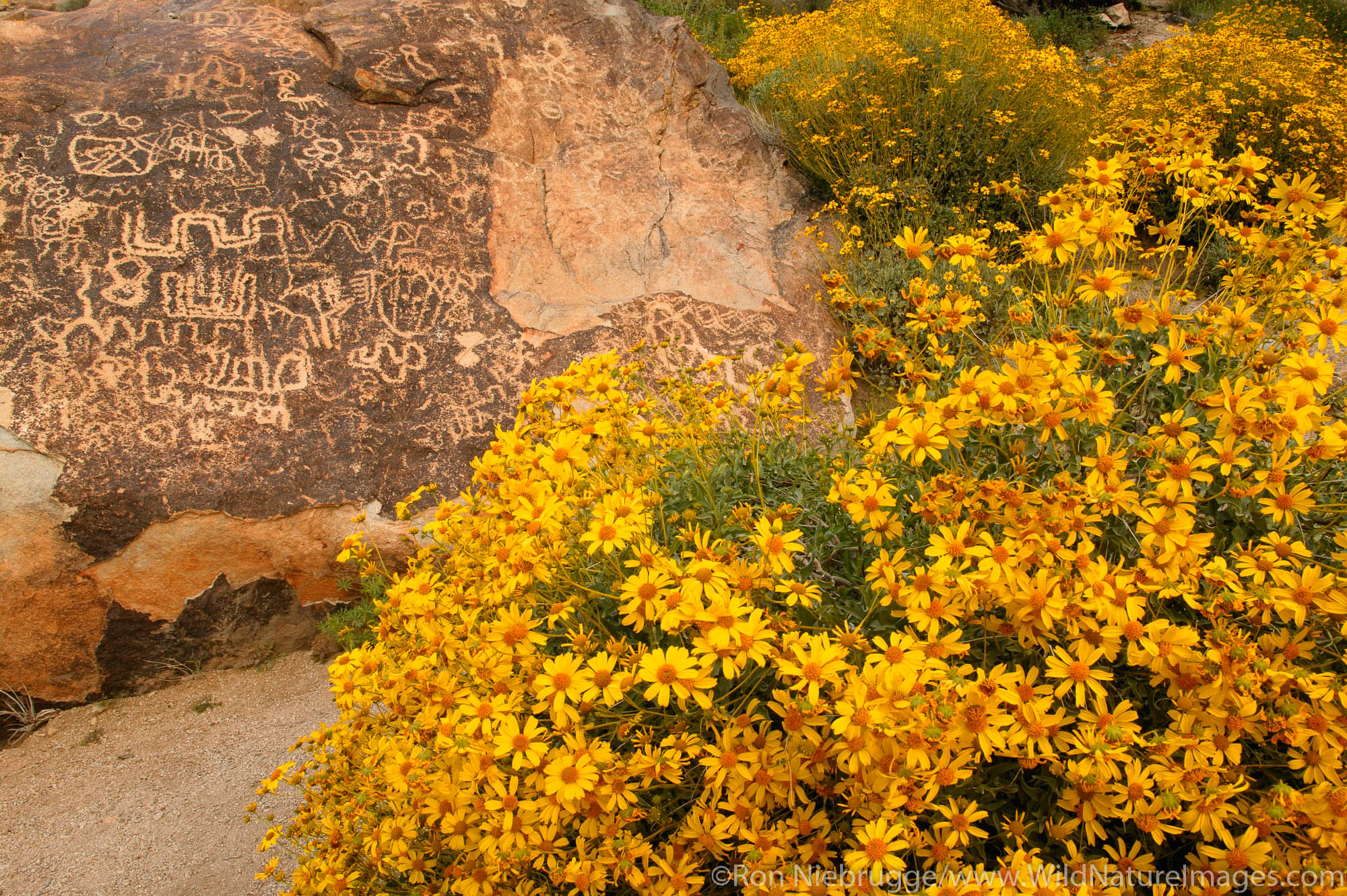 Brittlebush and Petroglyphs in Grapevine Canyon of the Newberry Mountains, along Christmas Tree Pass Road Lake Mead Recreation...