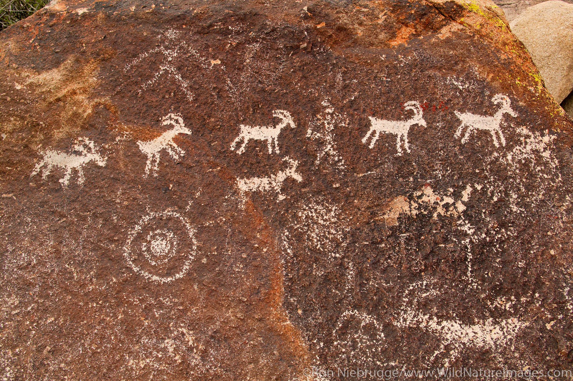 Petroglyphs in Grapevine Canyon of the Newberry Mountains, along Christmas Tree Pass Road, Lake Mead Recreation Area, near Laughlin...