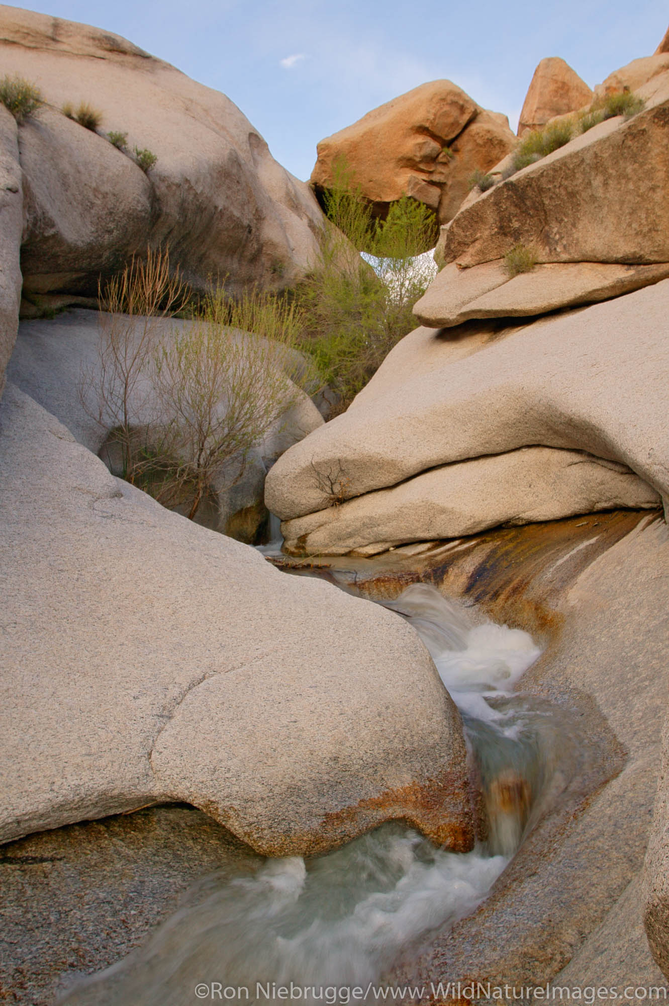 A stream in Grapevine Canyon in the Newberry Mountains, along Christmas Tree Pass road Lake Mead Recreation Area, near Laughlin...