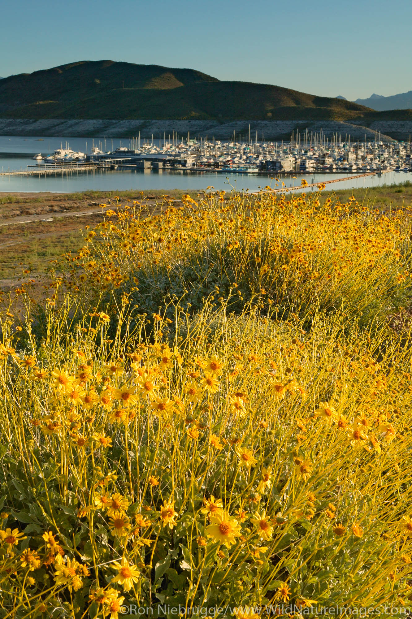 Brittlebush (Encelia farinosa) and the Lake Mead Marina in Boulder Harbor, Lake Mead Recreation Area, Nevada.
