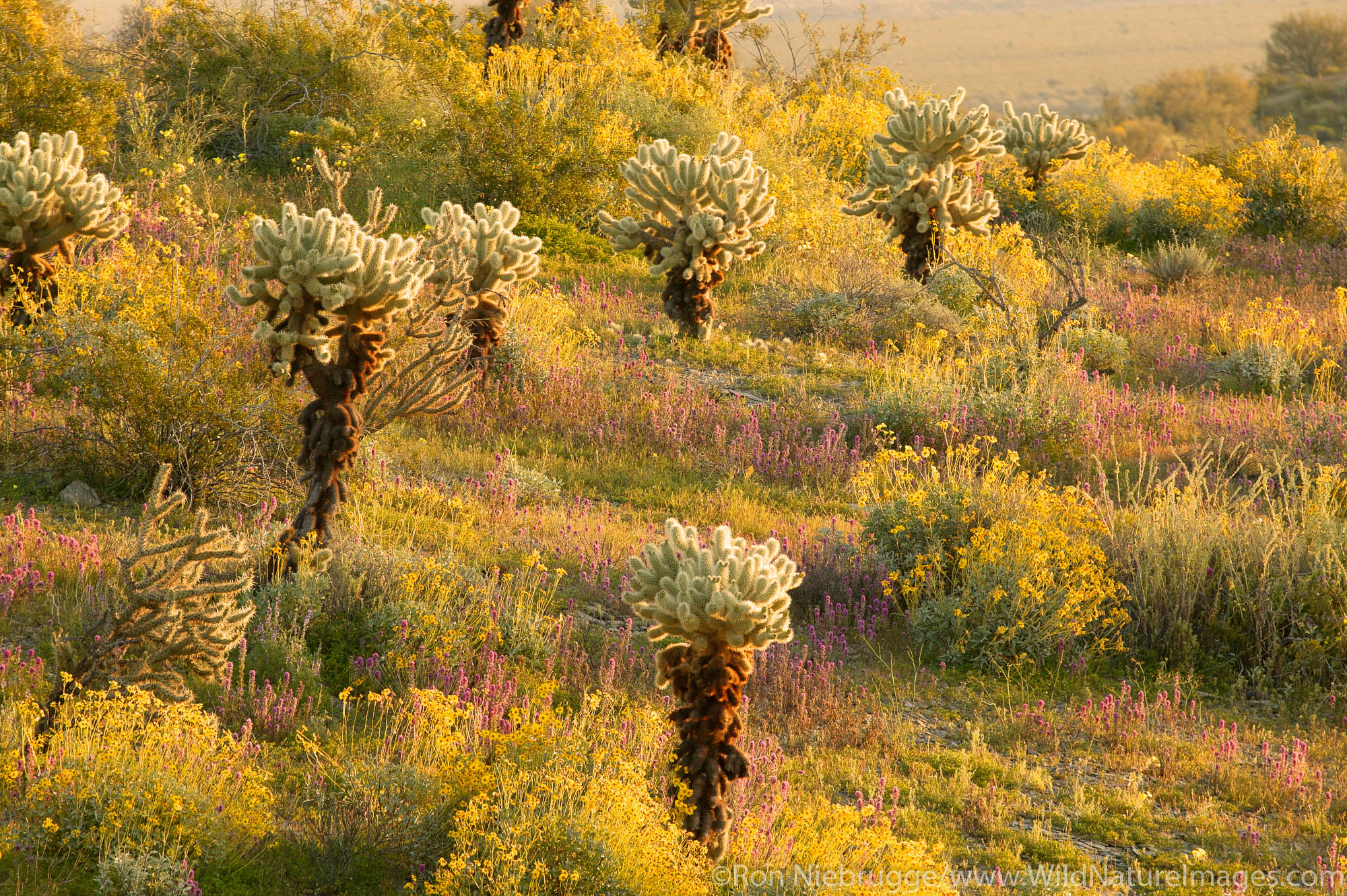 Wildflowers near Alamo Lake State Park, Arizona.
