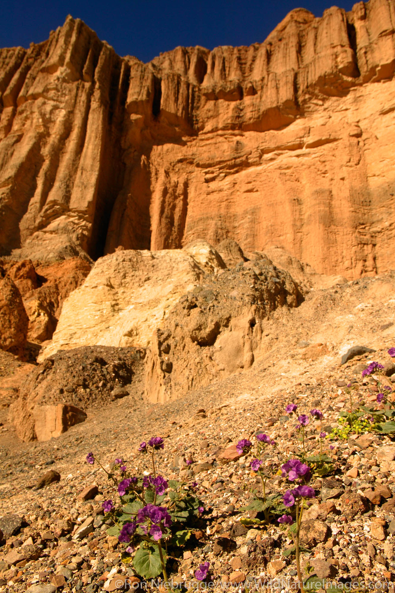 Golden Canyon