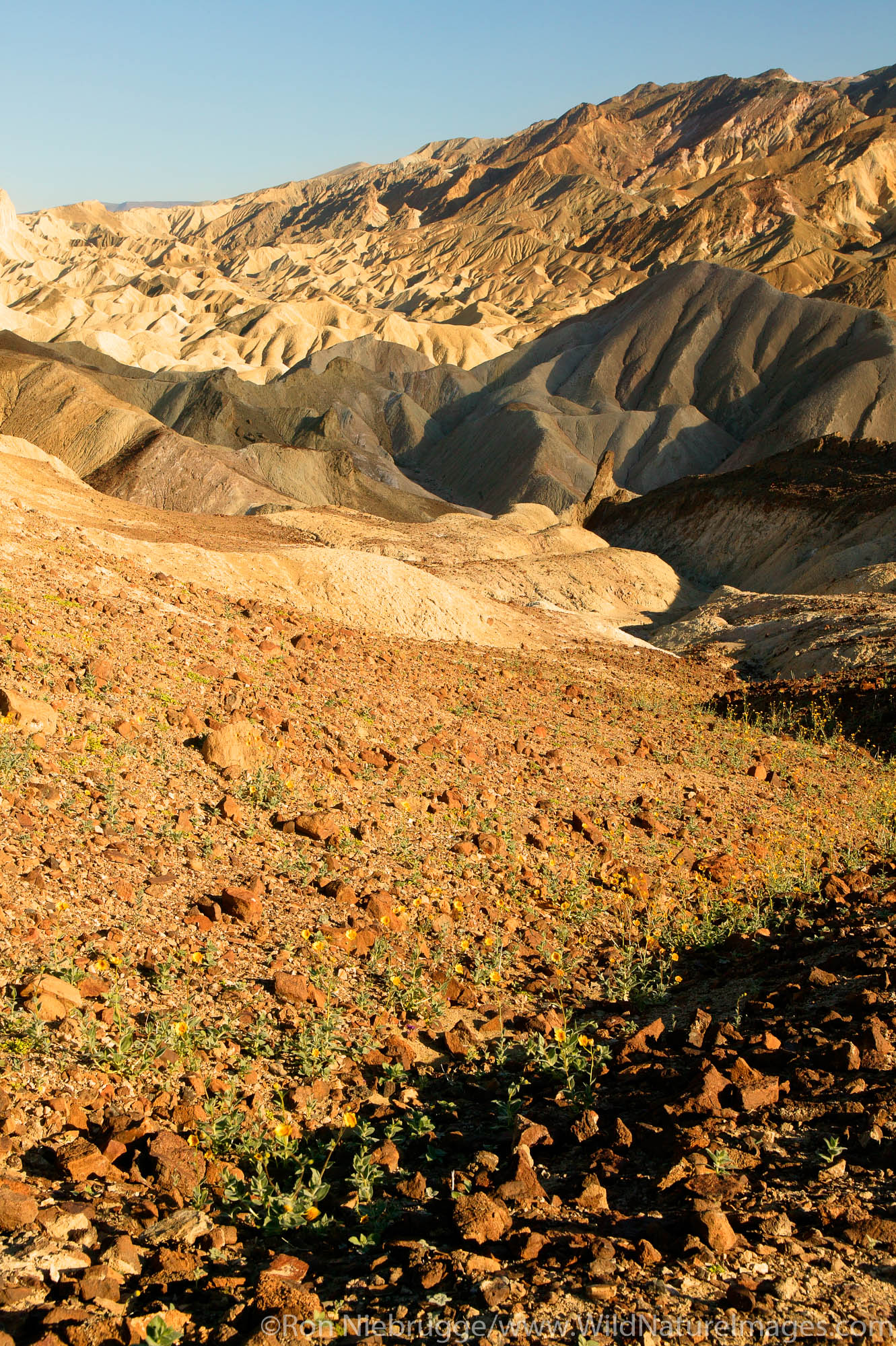 Looking up Gower Gulch towards Zabriskie Point, Death Valley National Park, California.