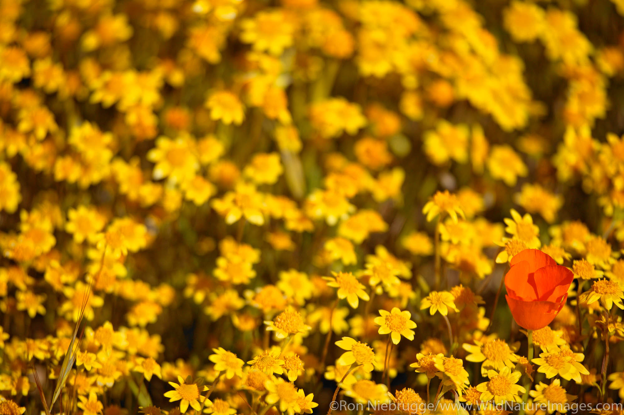 Carpets of Goldfields (Lasthenia californica) and California Poppies (Eschscholzia californica) Antelope Valley near Lancaster...