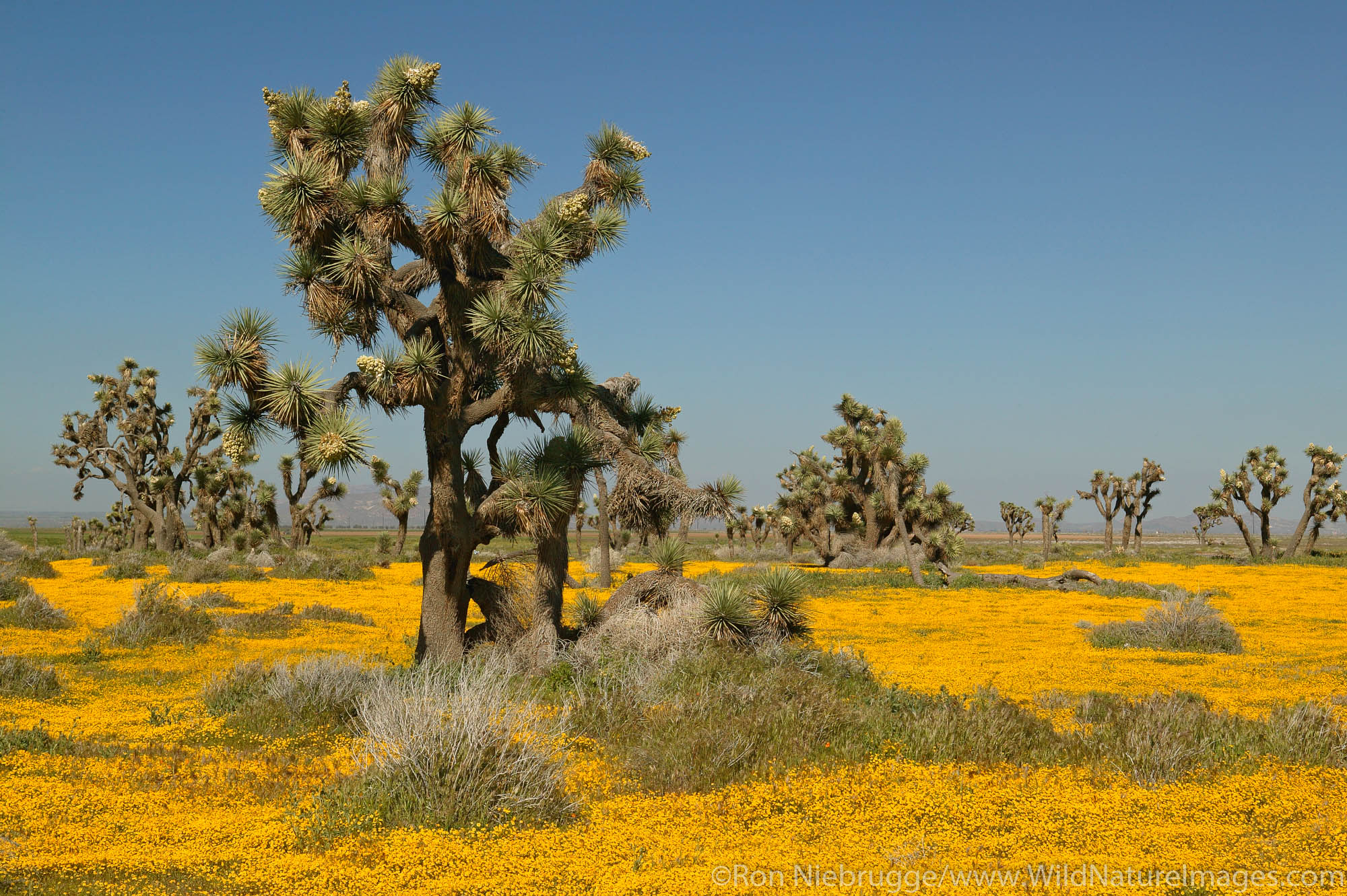 Joshua Trees ( Yucca brevifolia ) and carpets of goldfields (Lasthenia californica) Antelope Valley near Lancaster, California...