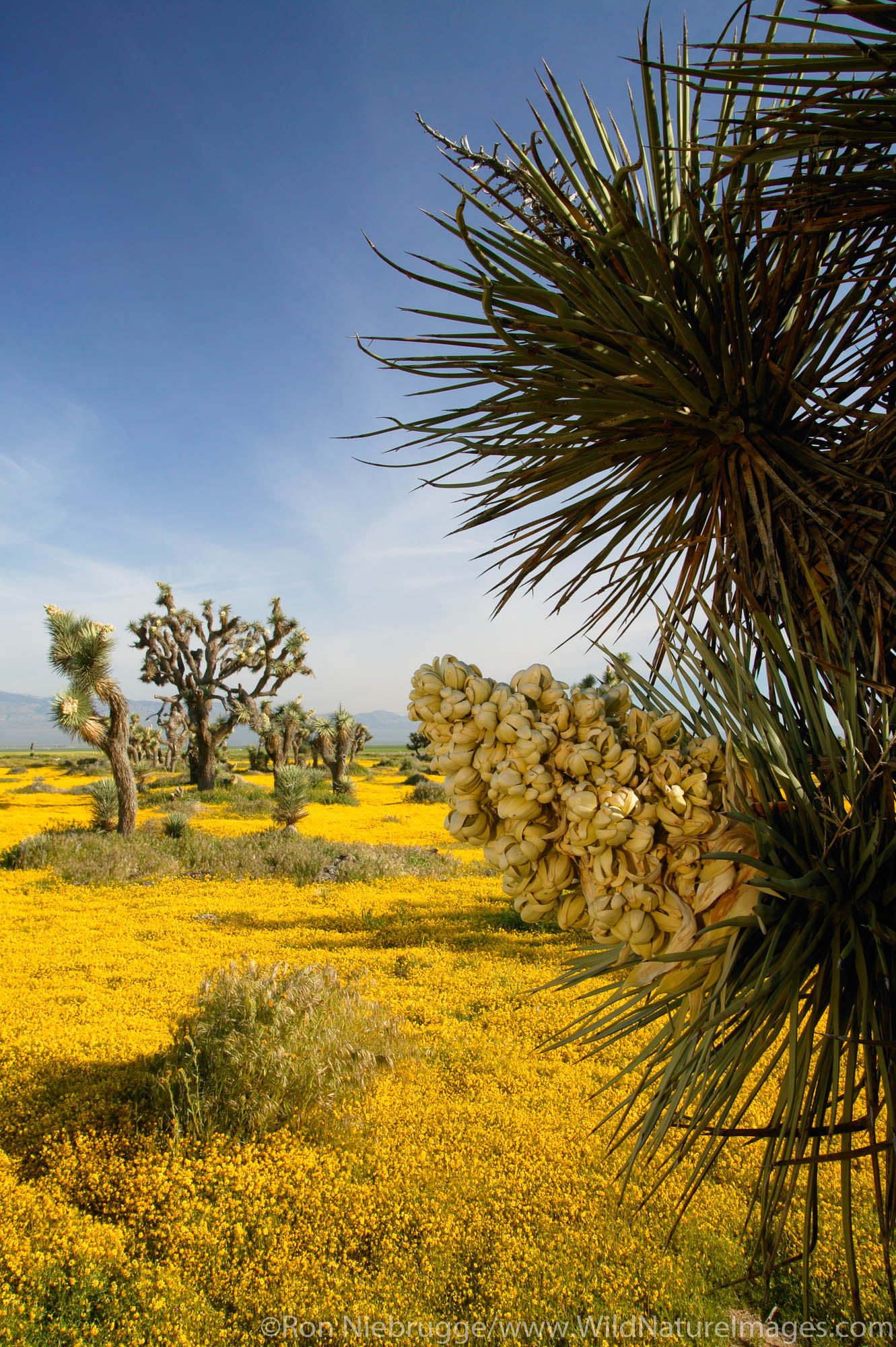 Joshua Trees ( Yucca brevifolia ) and carpets of goldfields (Lasthenia californica) Antelope Valley near Lancaster, California...