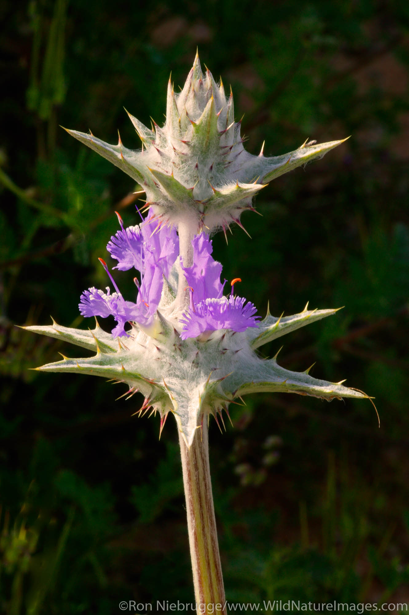 Thistle Sage (Salvia carduacea) Antelope Valley near Lancaster, California.