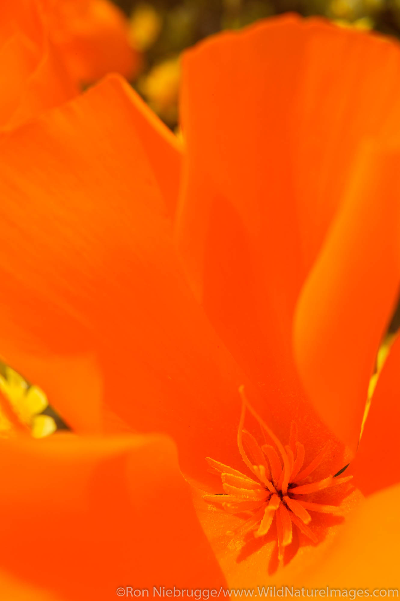 carpets of goldfields (Lasthenia californica) and California Poppies (Eschscholzia californica) Antelope Valley near Lancaster...