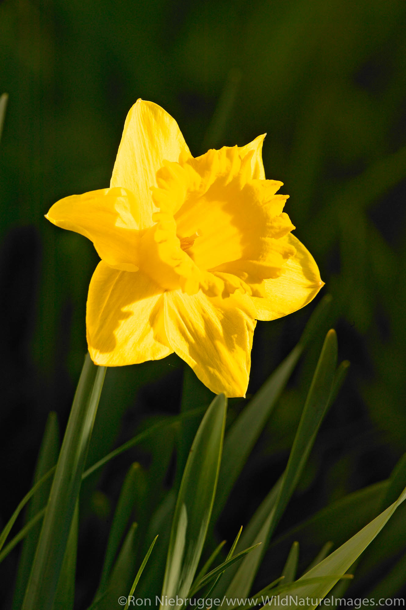 Yellow daffodils, Seward, Alaska.