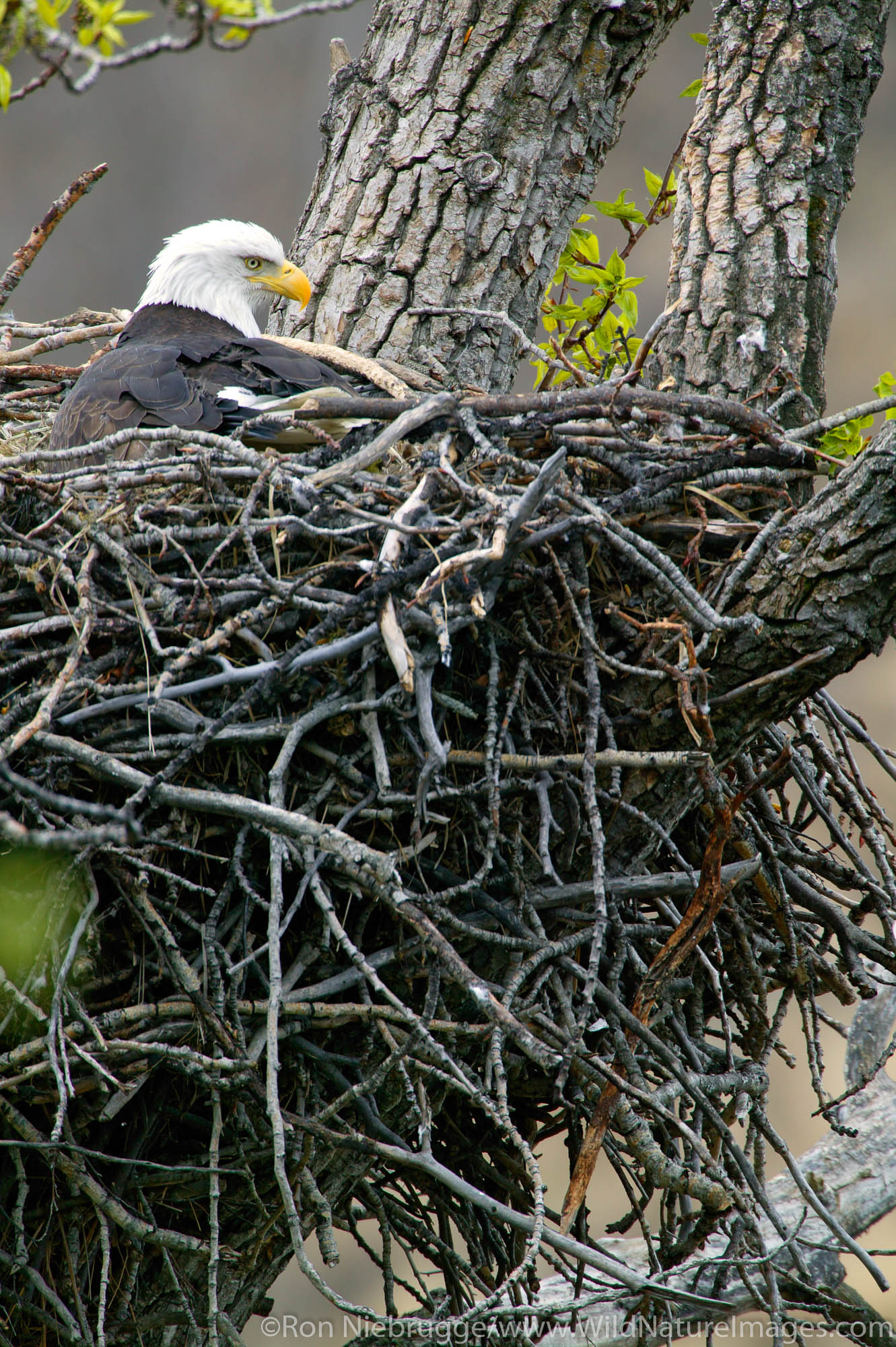 Bald Eagles nesting, Anchorage, Alaska.