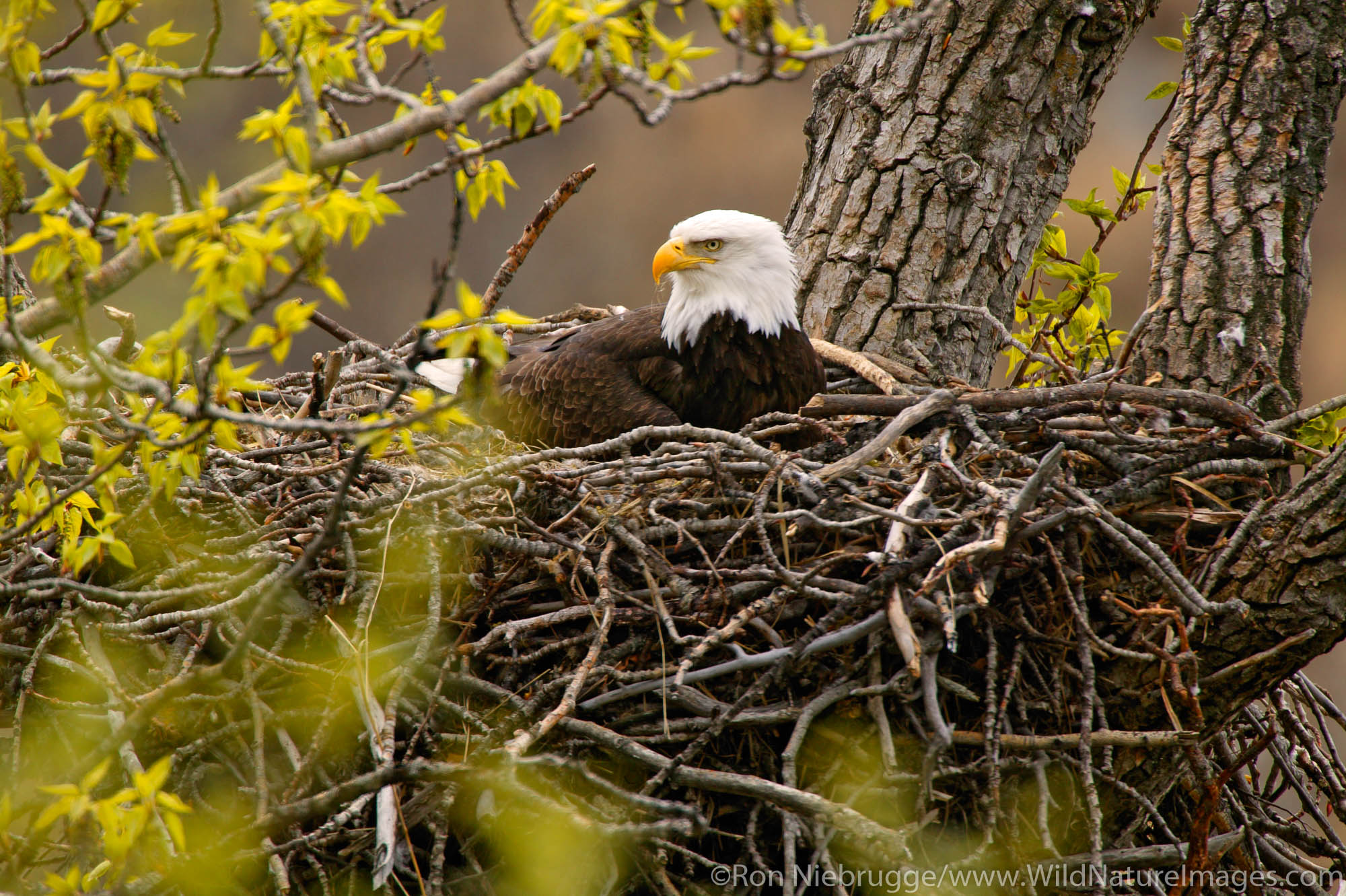 Bald Eagles nesting, Anchorage, Alaska.
