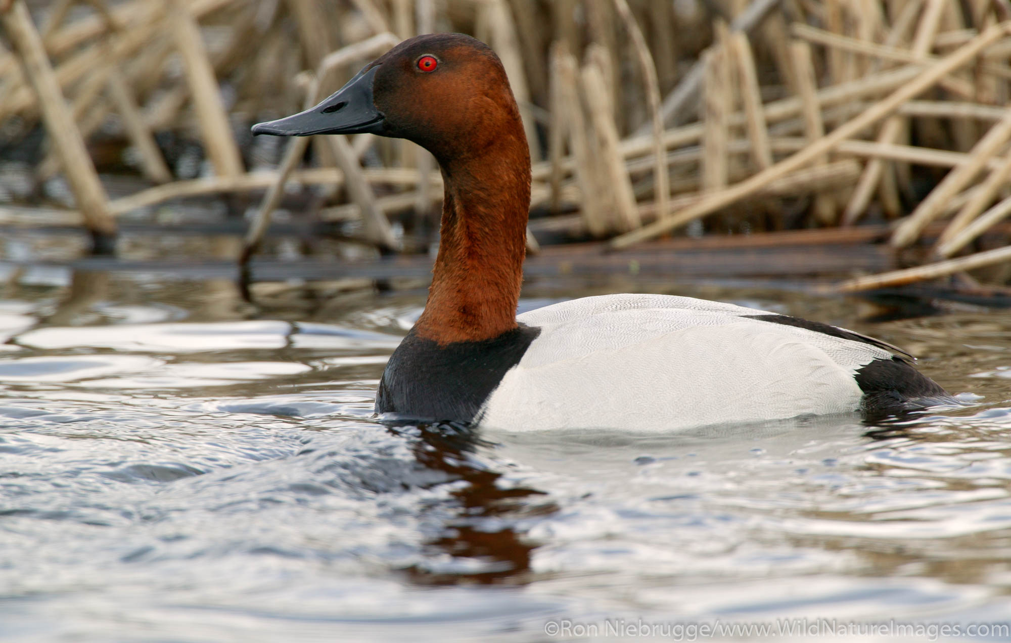 Canvasback, Anchorage, Alaska.