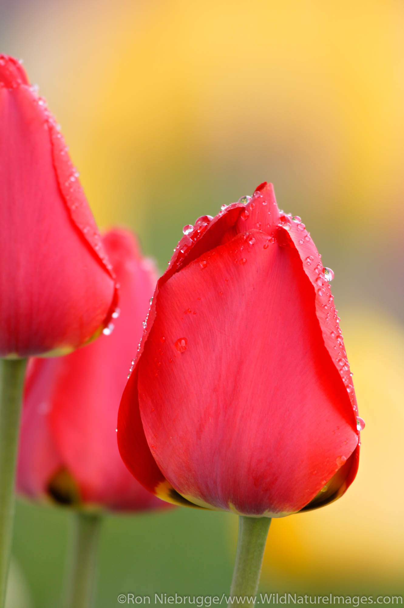 Tulips, Seward, Alaska.