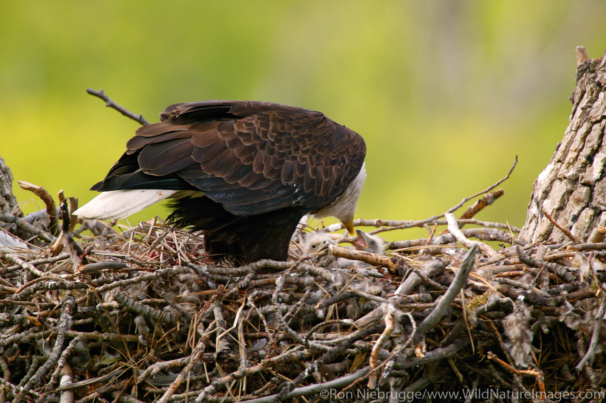 Nesting Bald Eagles, Anchorage, Alaska.