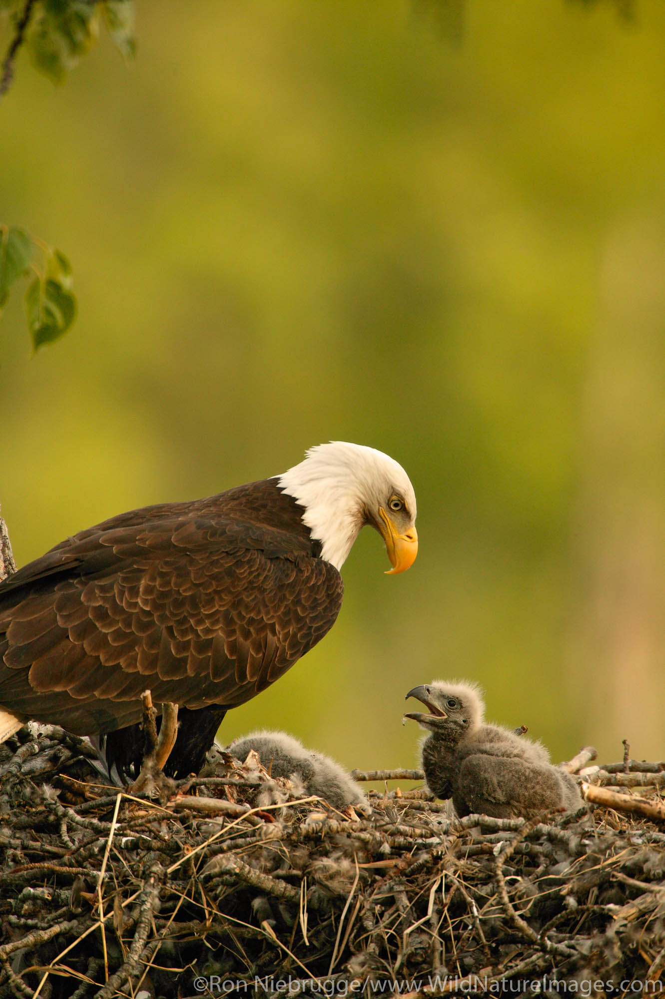 Nesting Bald Eagle, Anchorage, Alaska.