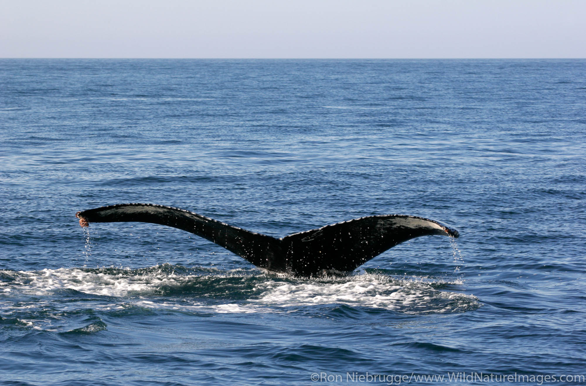 Humpack Whale fluke, Kenai Fjords National Park, Alaska.