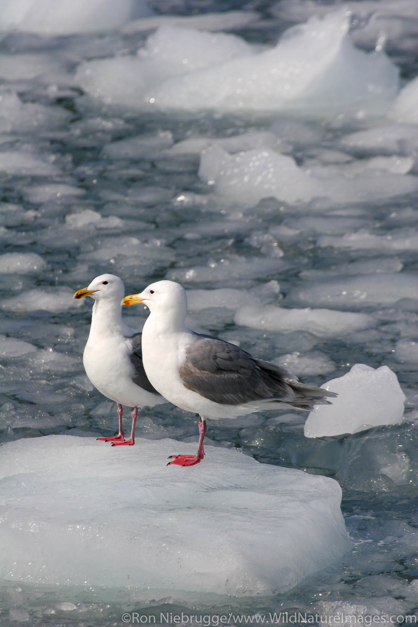 Glaucous Gull (Larus hyperboreus), on ice from Aialik Glacier, Aialik Bay, Kenai Fjords National Park, Alaska.