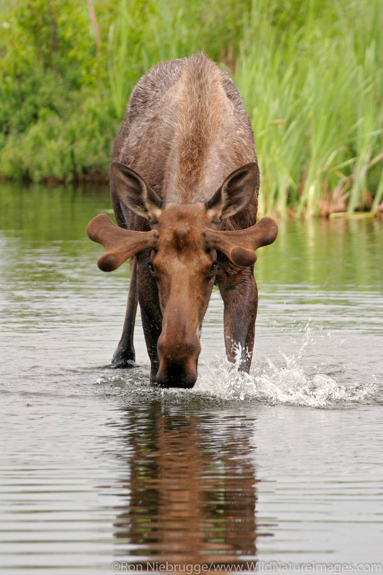 A small bull moose at Potter's Marsh, Anchorage, Alaska.