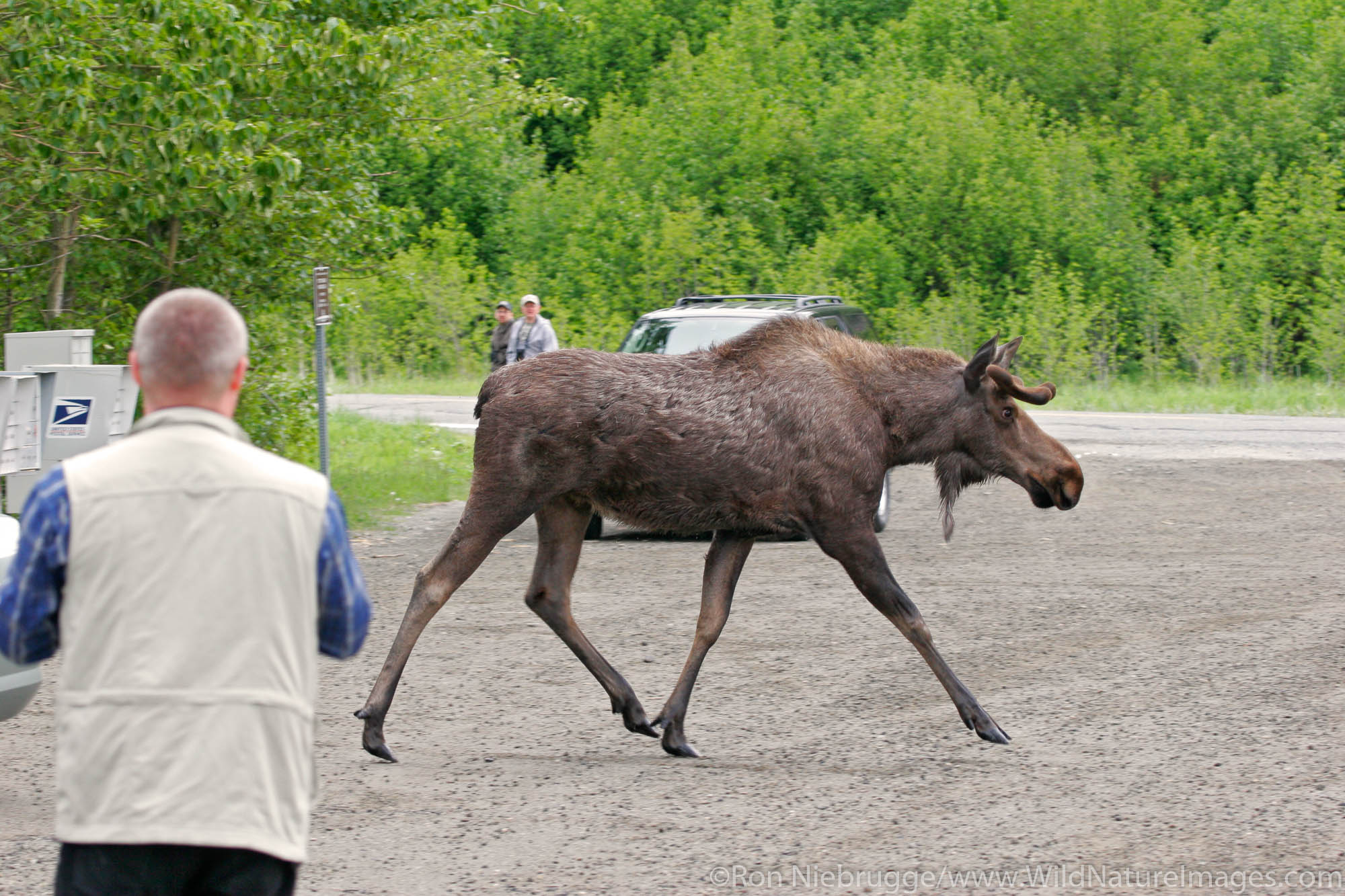 A small bull moose at Potter's Marsh, Anchorage, Alaska.