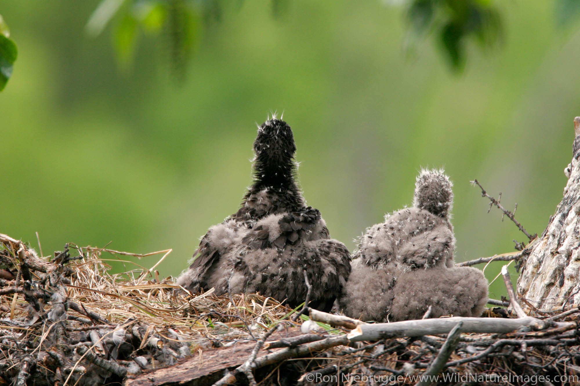 Nesting Bald Eagle chicks at about one month old, Anchorage, Alaska.