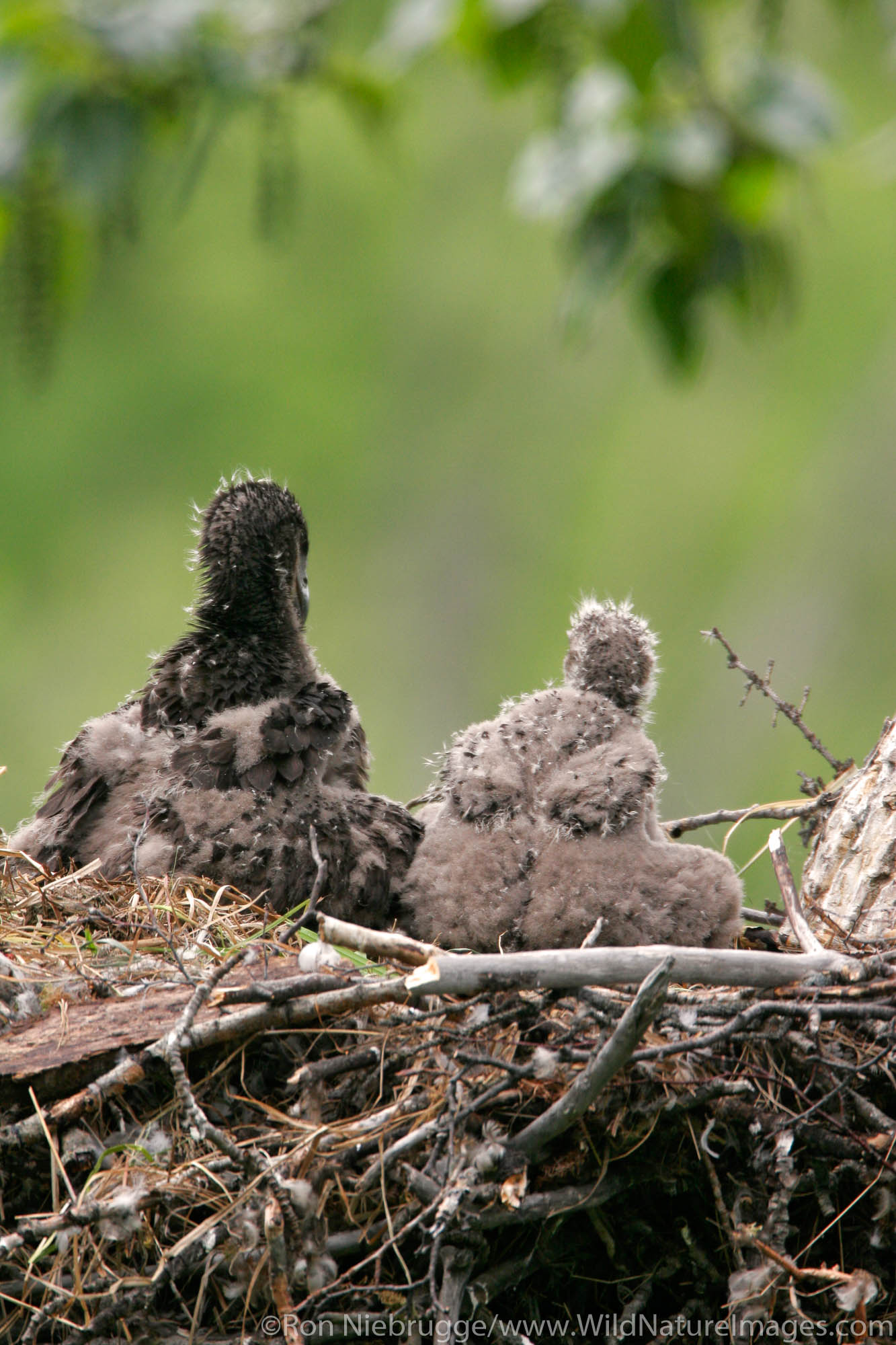 Nesting Bald Eagle chicks at about one month old, Anchorage, Alaska.
