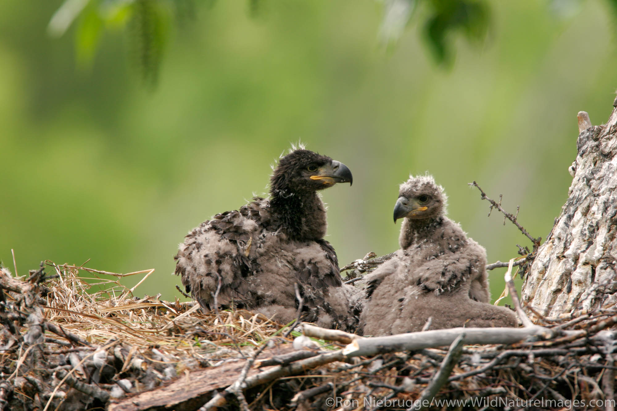 Nesting Bald Eagle chicks at about one month old, Anchorage, Alaska.