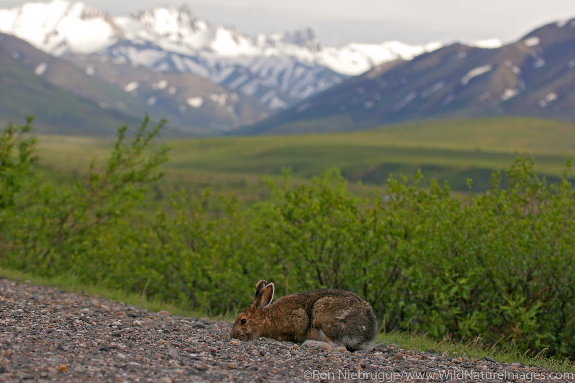 Snowshoe hare (Lepus americanus) near the Savage River, Denali National Park, Alaska.