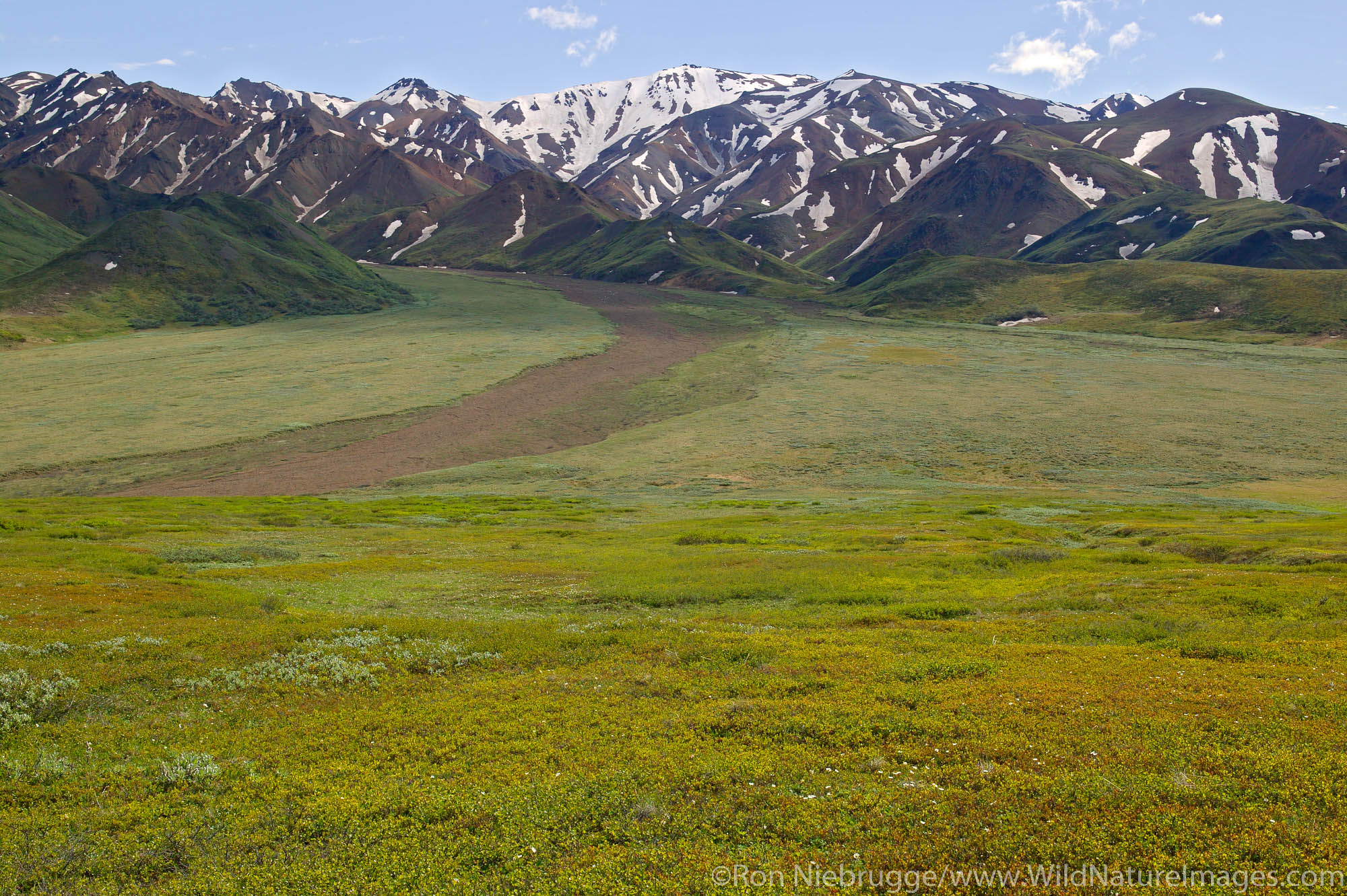 Near the top of Highway Pass looking towards the Alaska Range, Denali National Park, Alaska.