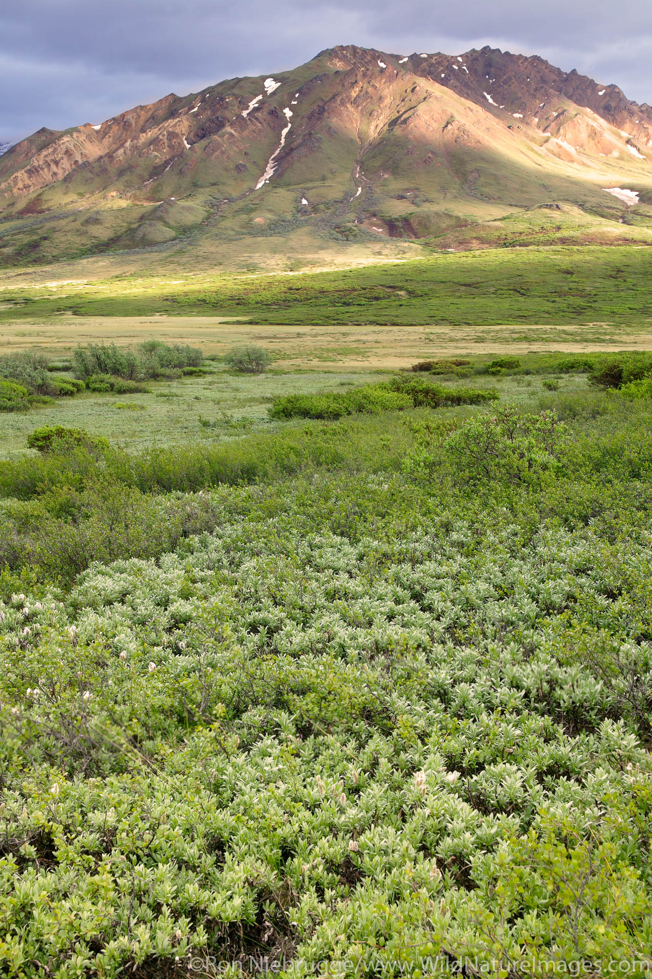The Plains of Murie, Denali National Park, Alaska.