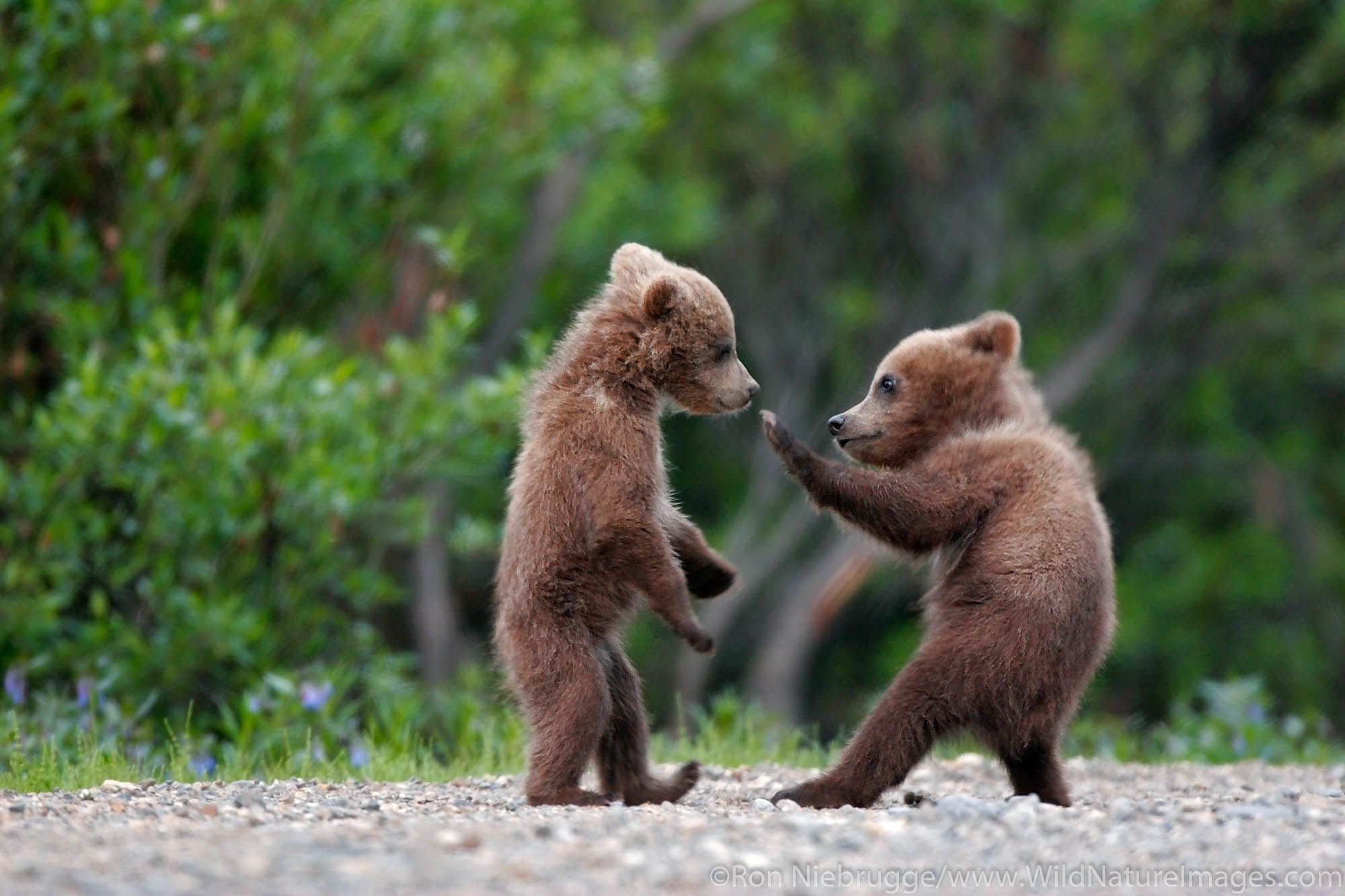Spring cubs, grizzly or brown bear (Ursus arctos)  in Denali National Park, Alaska.
