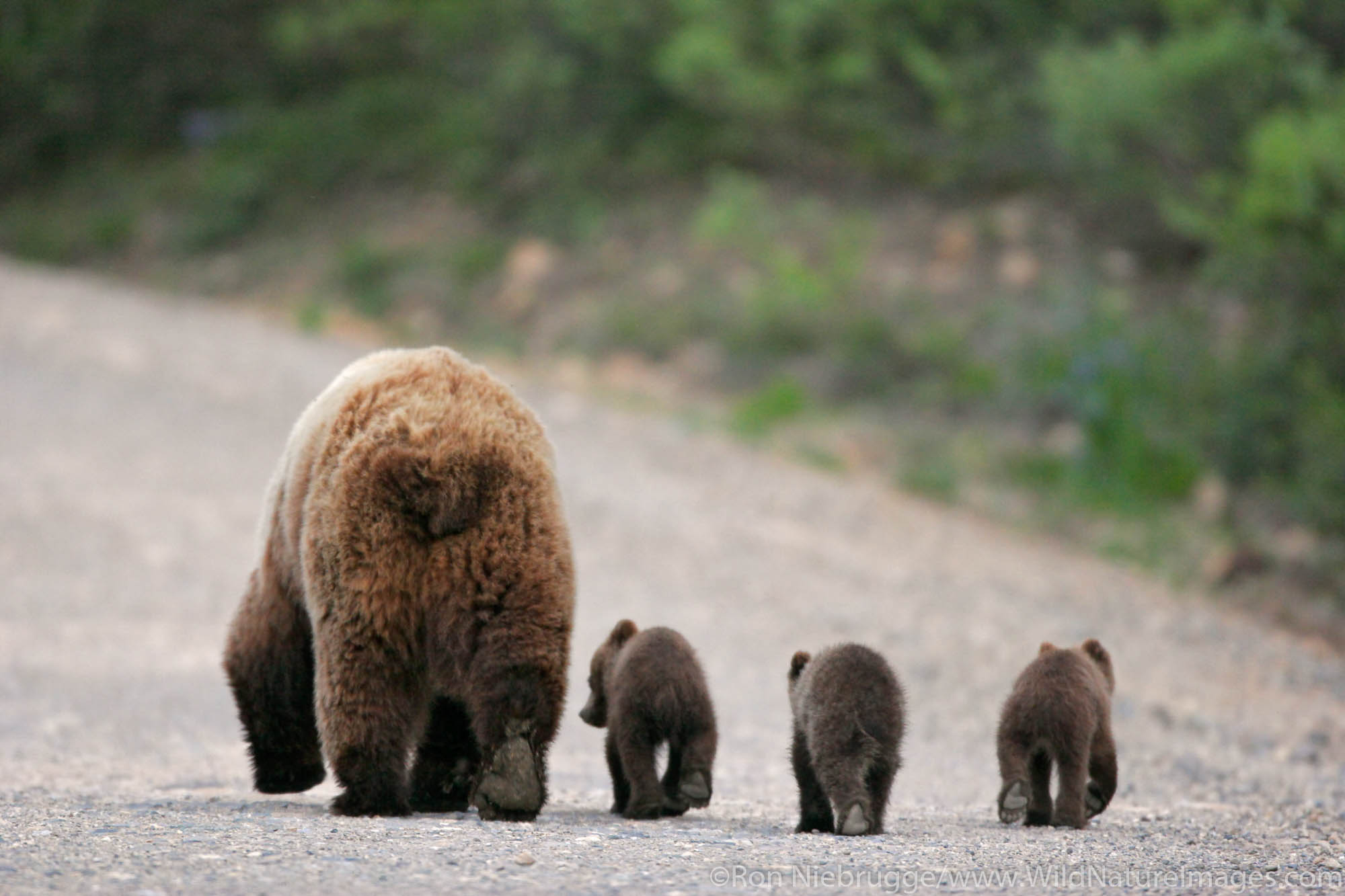 A grizzly or brown bear (Ursus arctos) sow and three spring cubs in Denali National Park, Alaska.