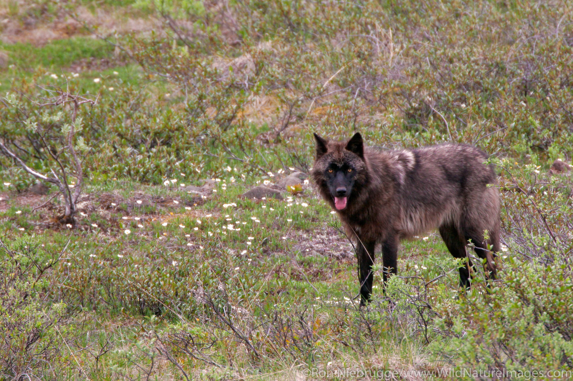 Wolves (Canis lupus) from the Grant Creek pack in Denali National Park, Alaska.