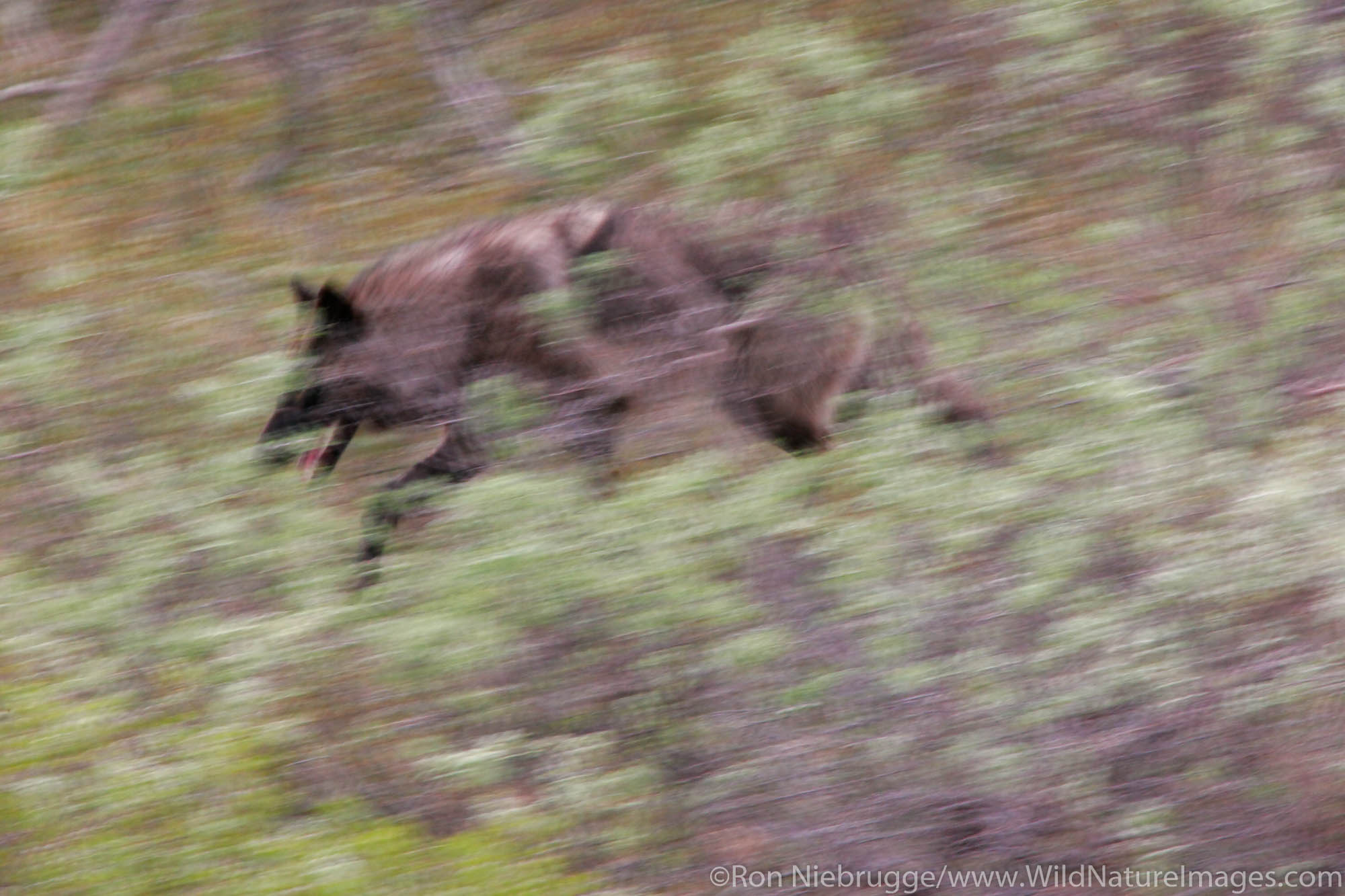 Wolves (Canis lupus) from the Grant Creek pack in Denali National Park, Alaska.