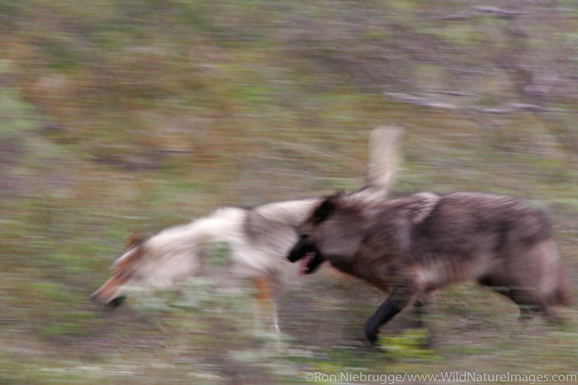 Wolves (Canis lupus) from the Grant Creek pack in Denali National Park, Alaska.