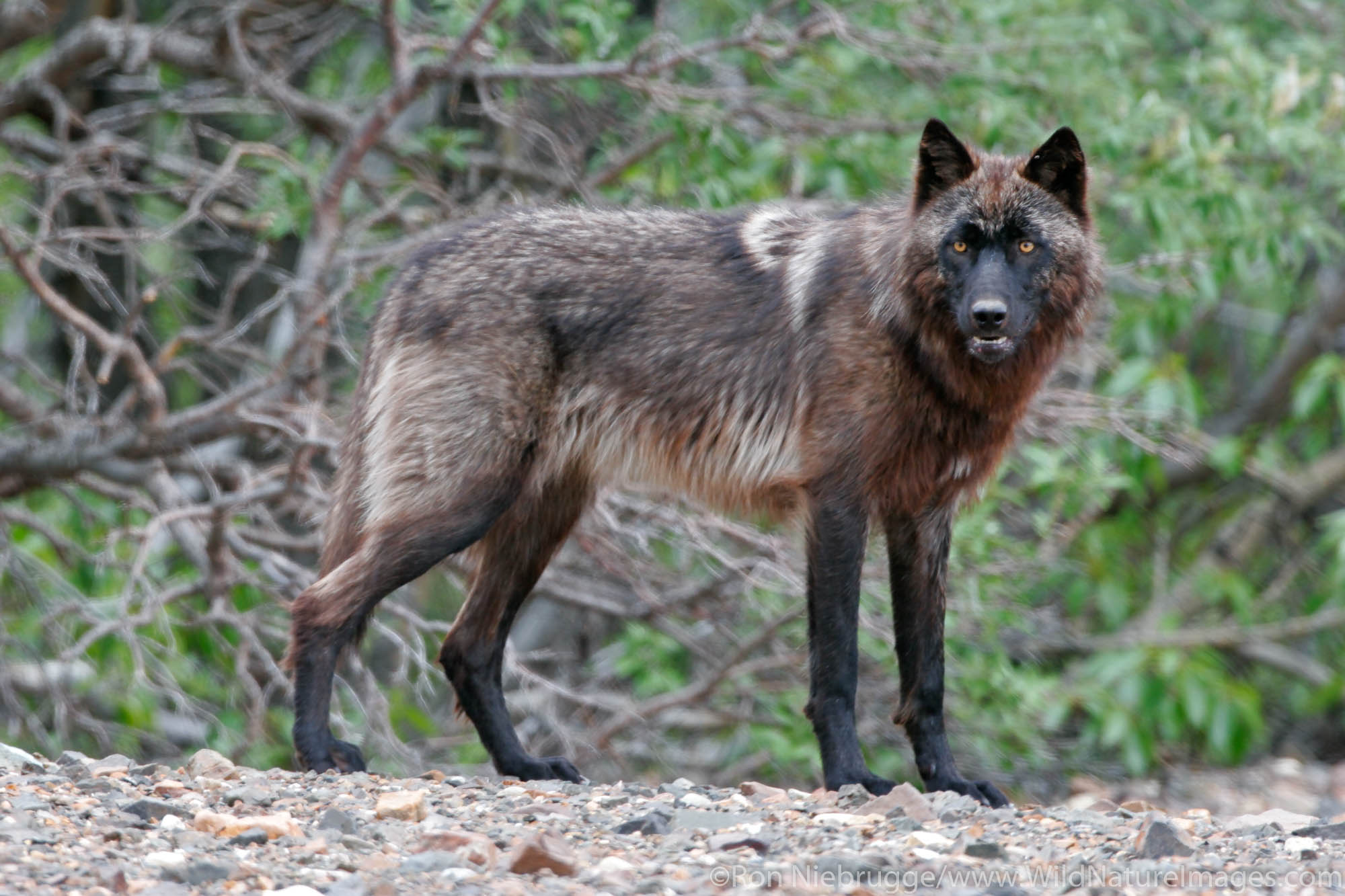Wolves (Canis lupus) from the Grant Creek pack in Denali National Park, Alaska.