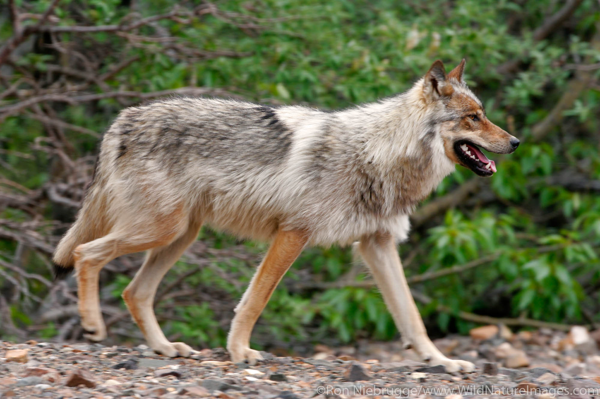 Wolf | Denali National Park, Alaska. | Photos by Ron Niebrugge