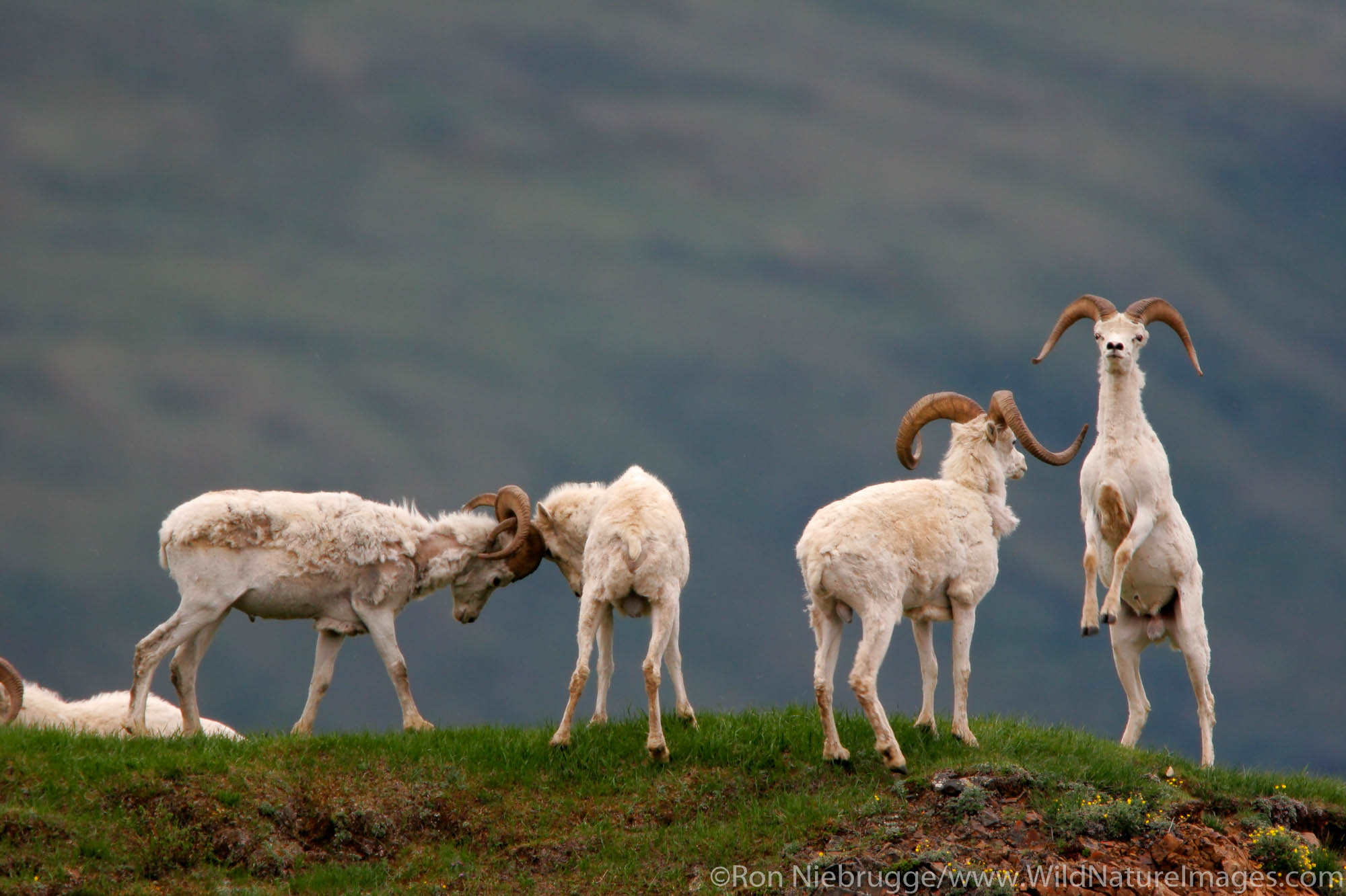 Dall Sheep (Ovis dalli dalli) rams in Polychrome Pass, Denali National Park, Alaska.