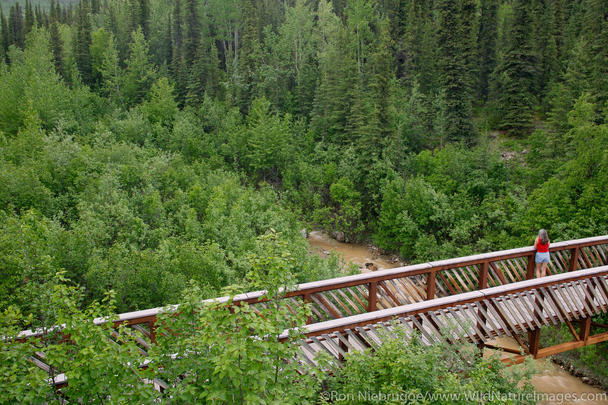 A visitor on the foot bridge over Rock Creek as part of the roadside trails near the entrance of Denali National Park, Alaska...