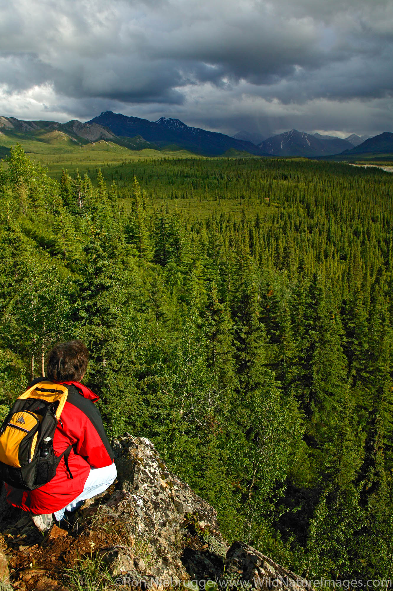 A hiker looking down on the Teklanika River Valley, Denali National Park, Alaska. (mr)