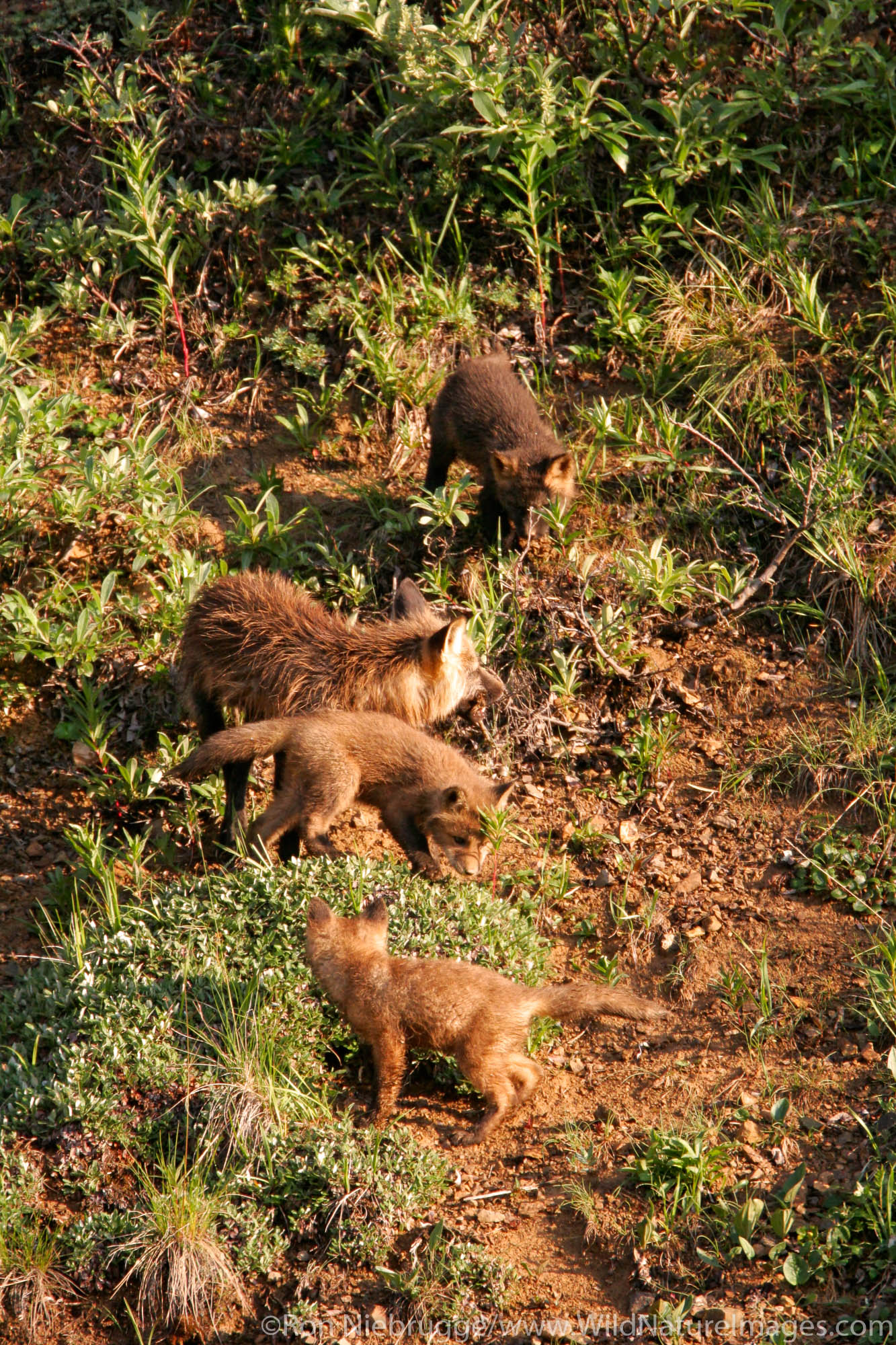 Red fox (Vulpes vulpes) and kits and a den, Denali National Park, Alaska.