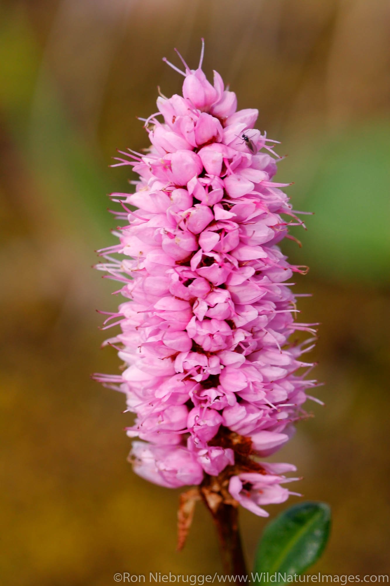 Pink Plumes (Polygonum bistorta) wildflowers Highway Pass, Denali National Park, Alaska.