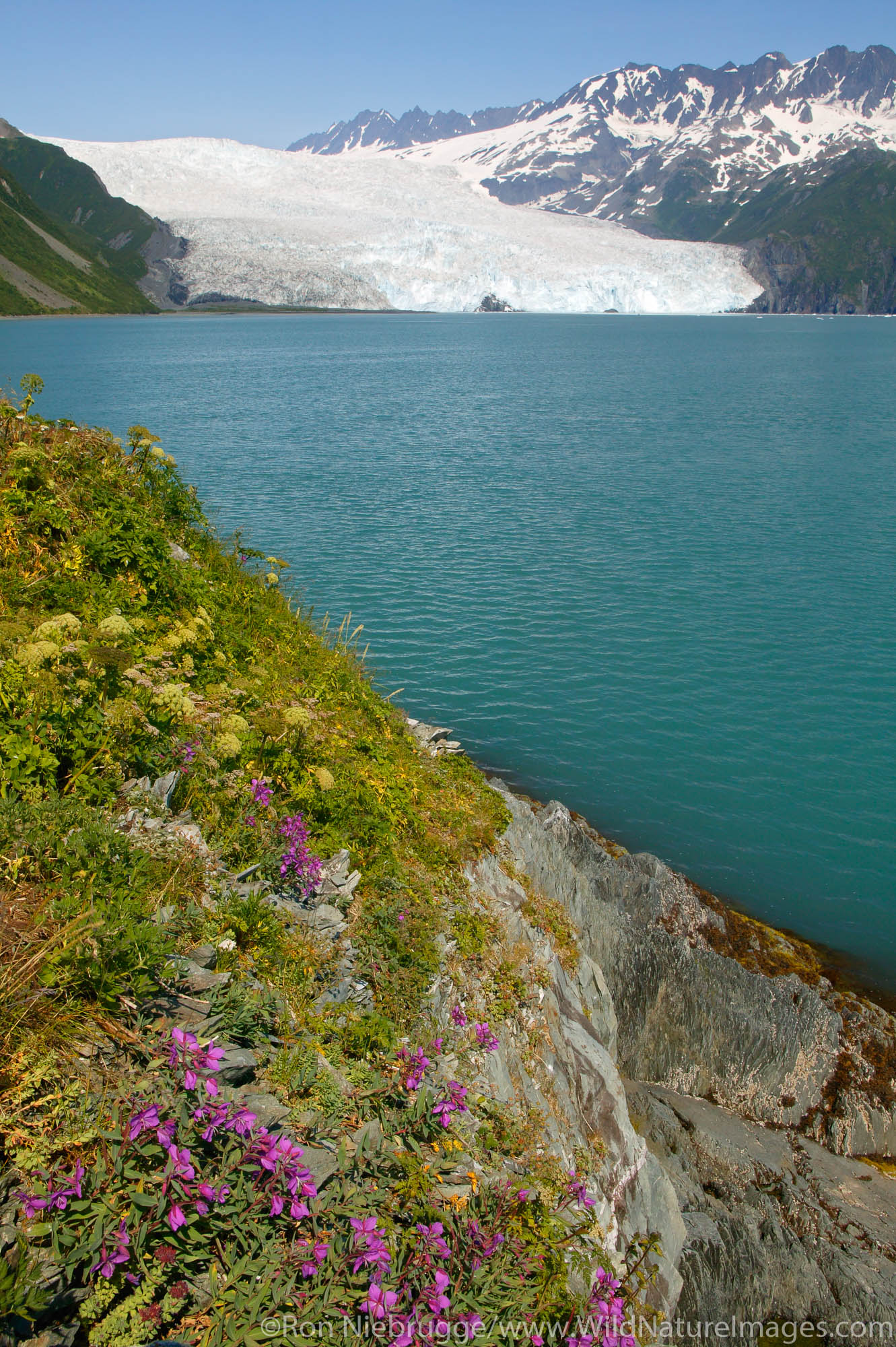 Aialik Glacier from Slate Island, Aialik Bay, Kenai Fjords National Park, Alaska.