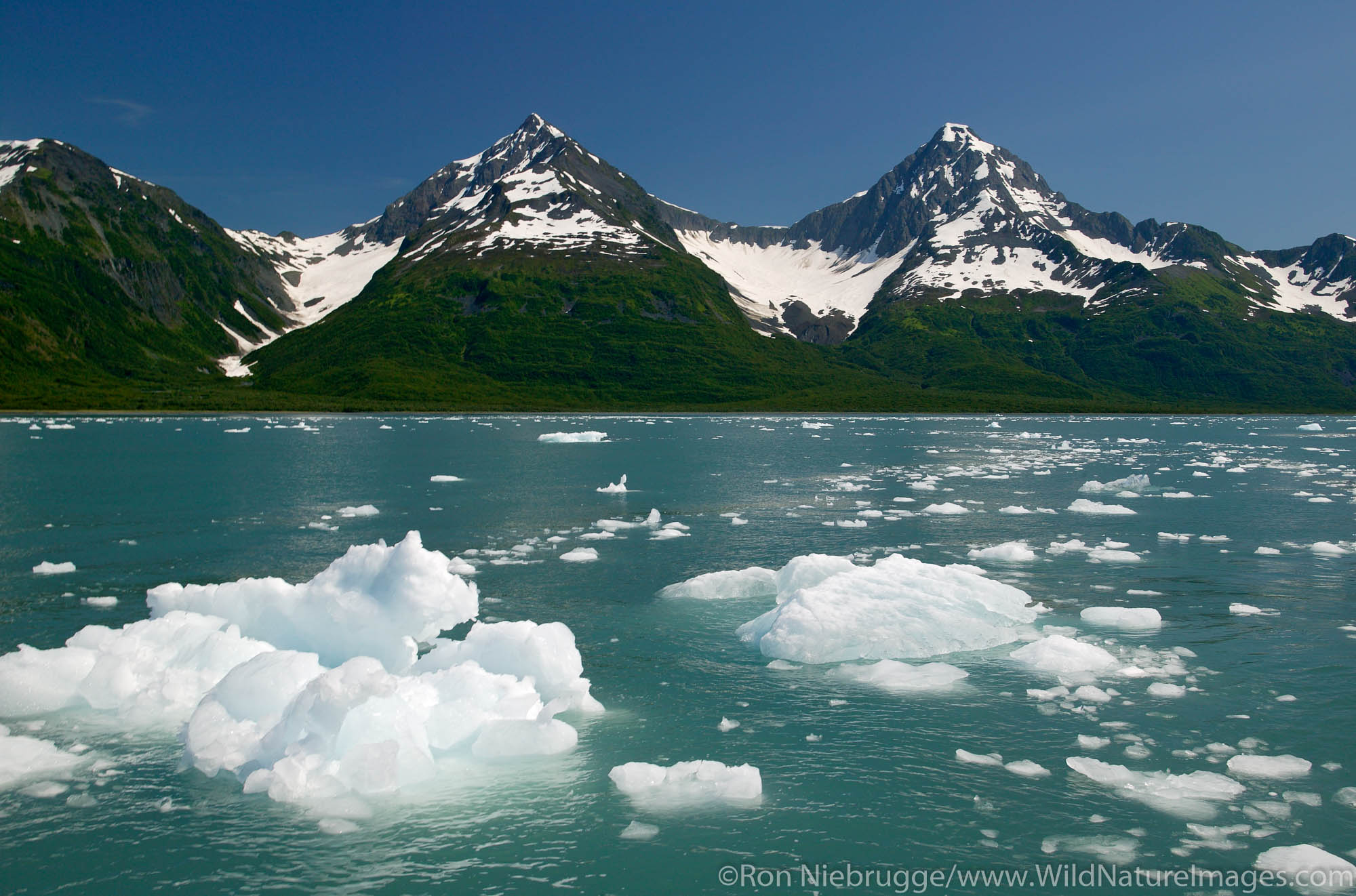 Icebergs from Aialik Glacier, Aialik Bay, Kenai Fjords National Park, Alaska.