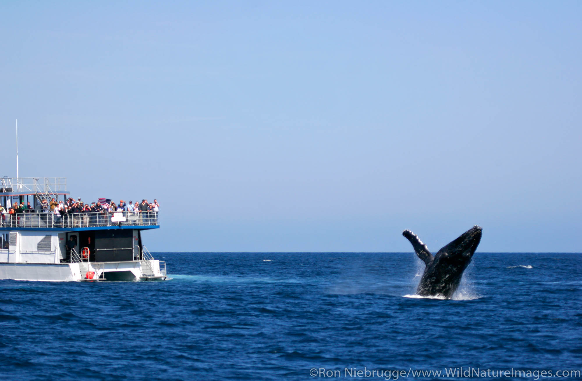 A humpback whale (Magaptera novaeangliae) near Aialik Cape and Renown Charters and Tours boat the M/V Keet, Kenai Fjords National...