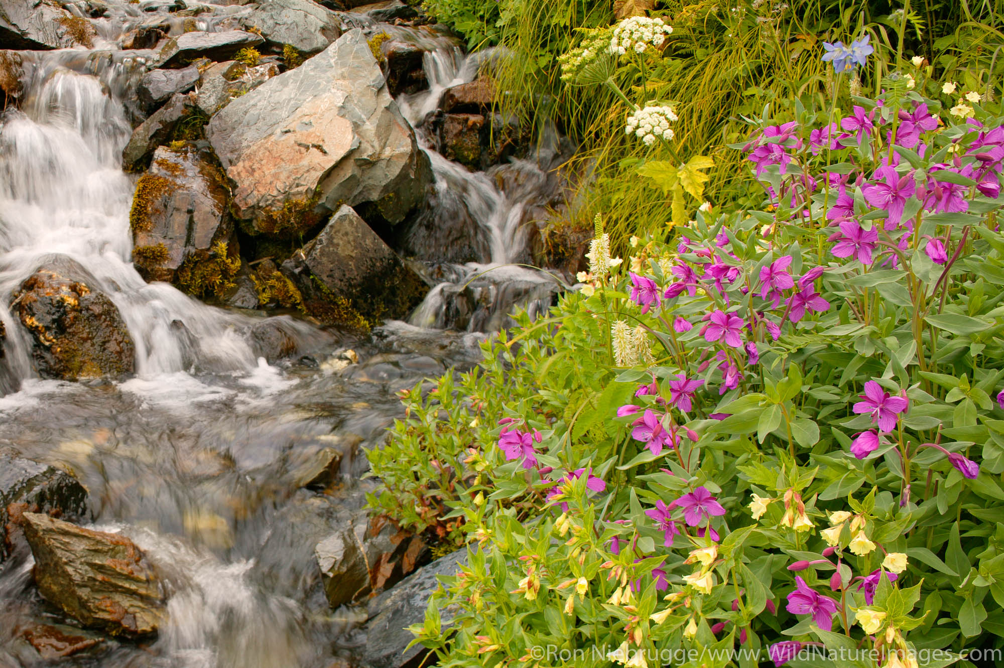 Wildflowers along the Harding Icefield trail, Kenai Fjords National Park, near Seward, Alaska.