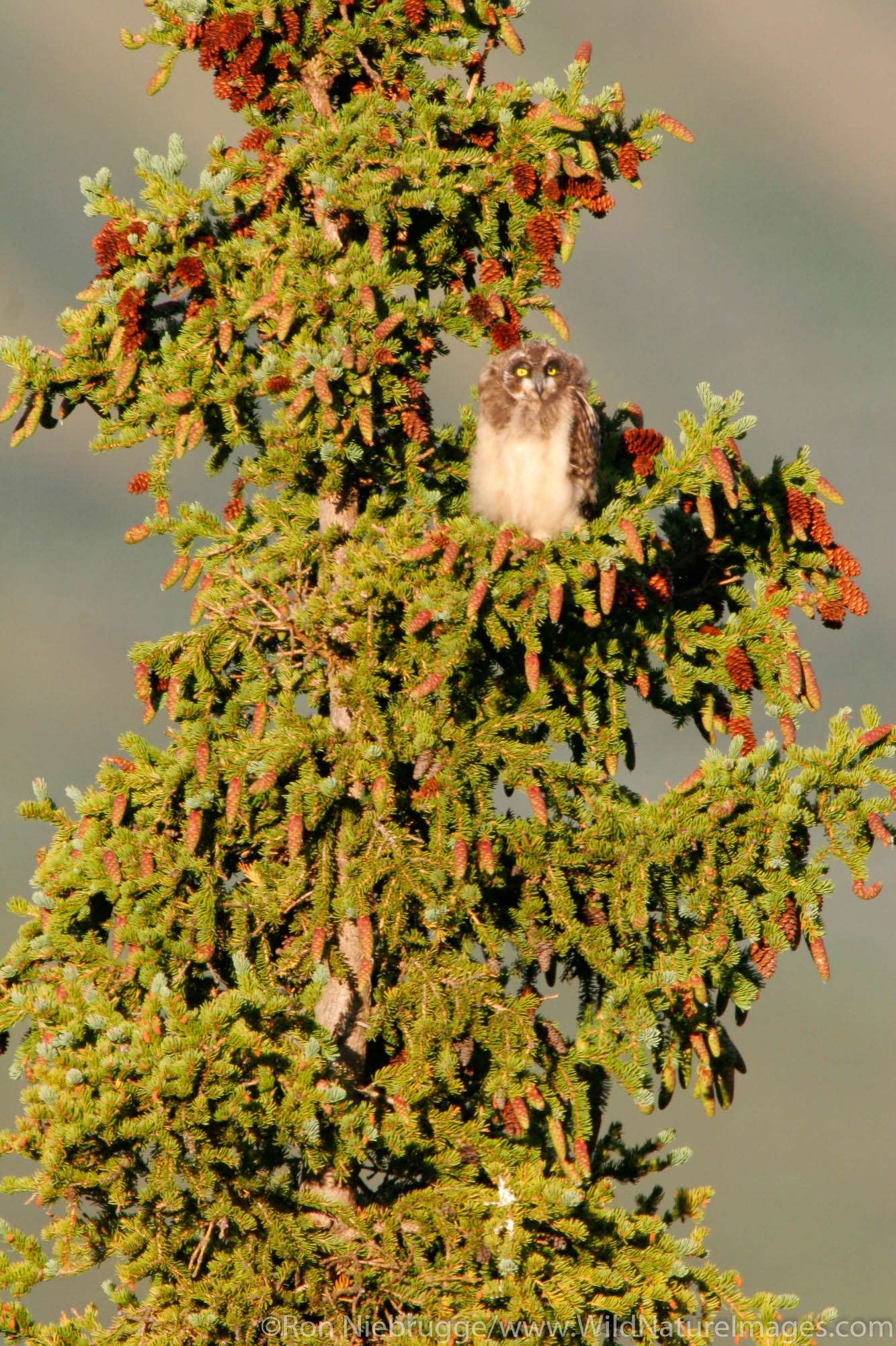Northern Hawk Owl (Surnia ulula), Denali National Park, Alaska.