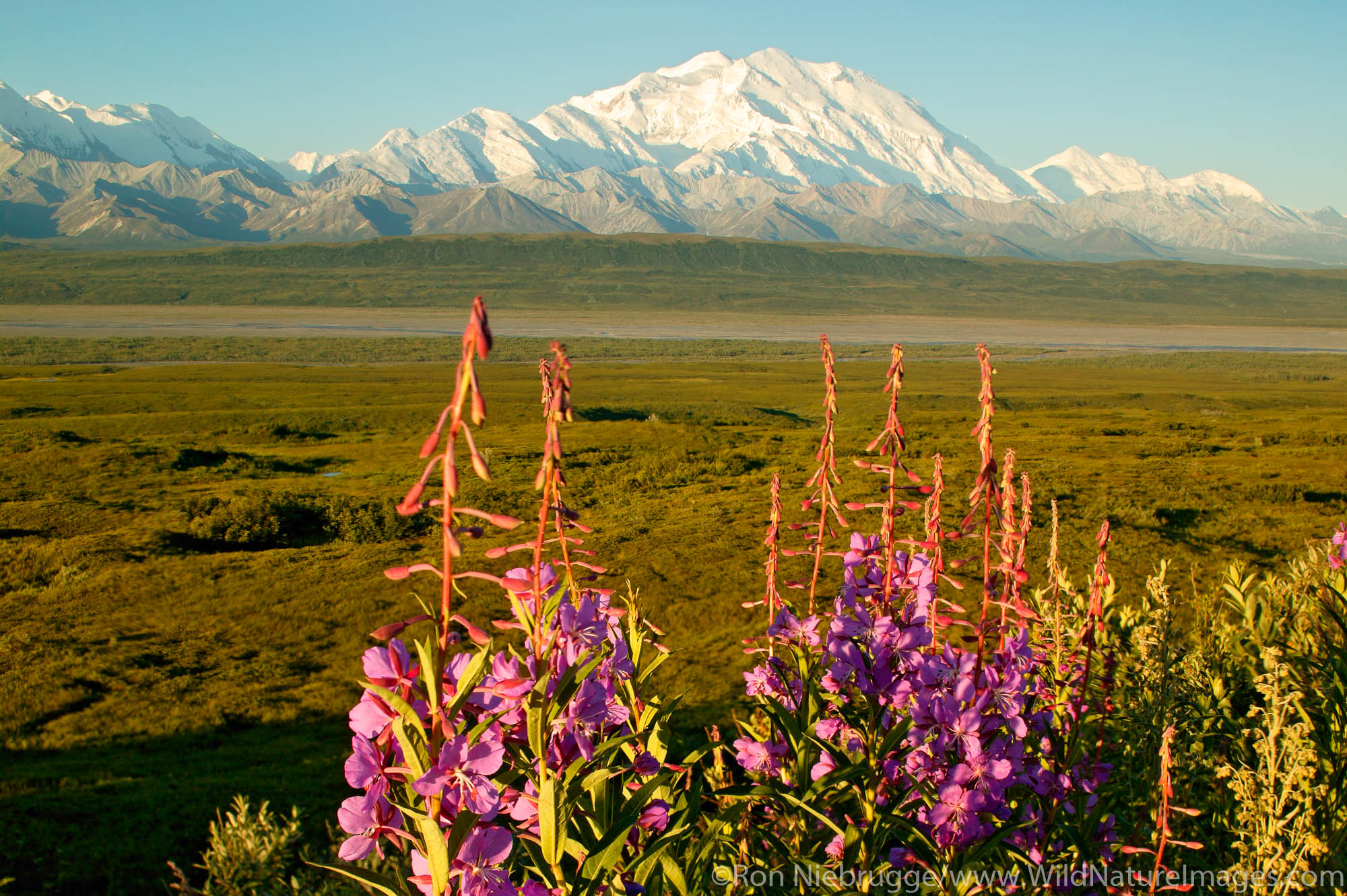 Mt. McKinley and fireweed, Denali National Park, Alaska.