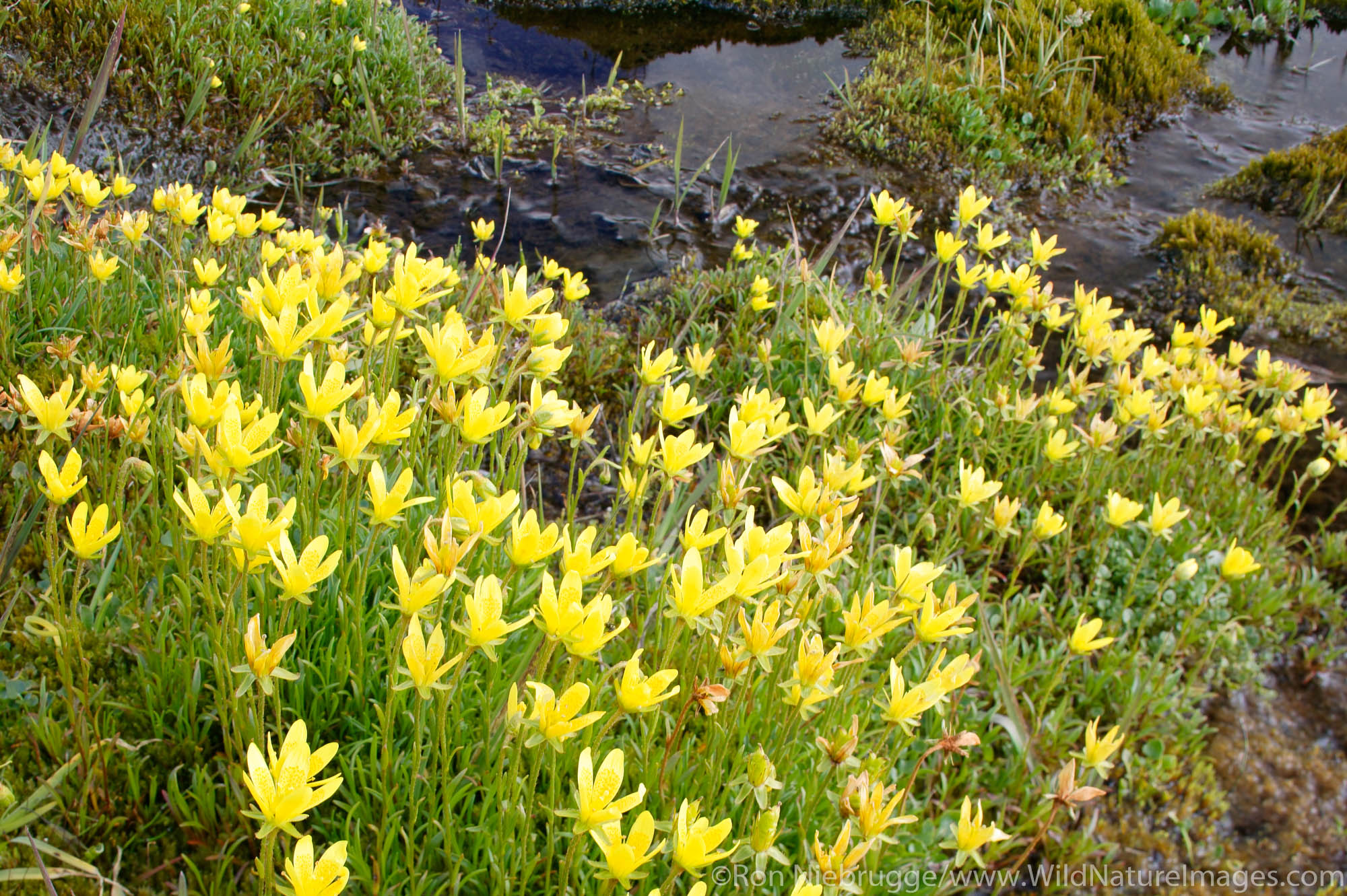 Bog Saxifrage (Saxifraga hirculus) Denali National Park, Alaska.